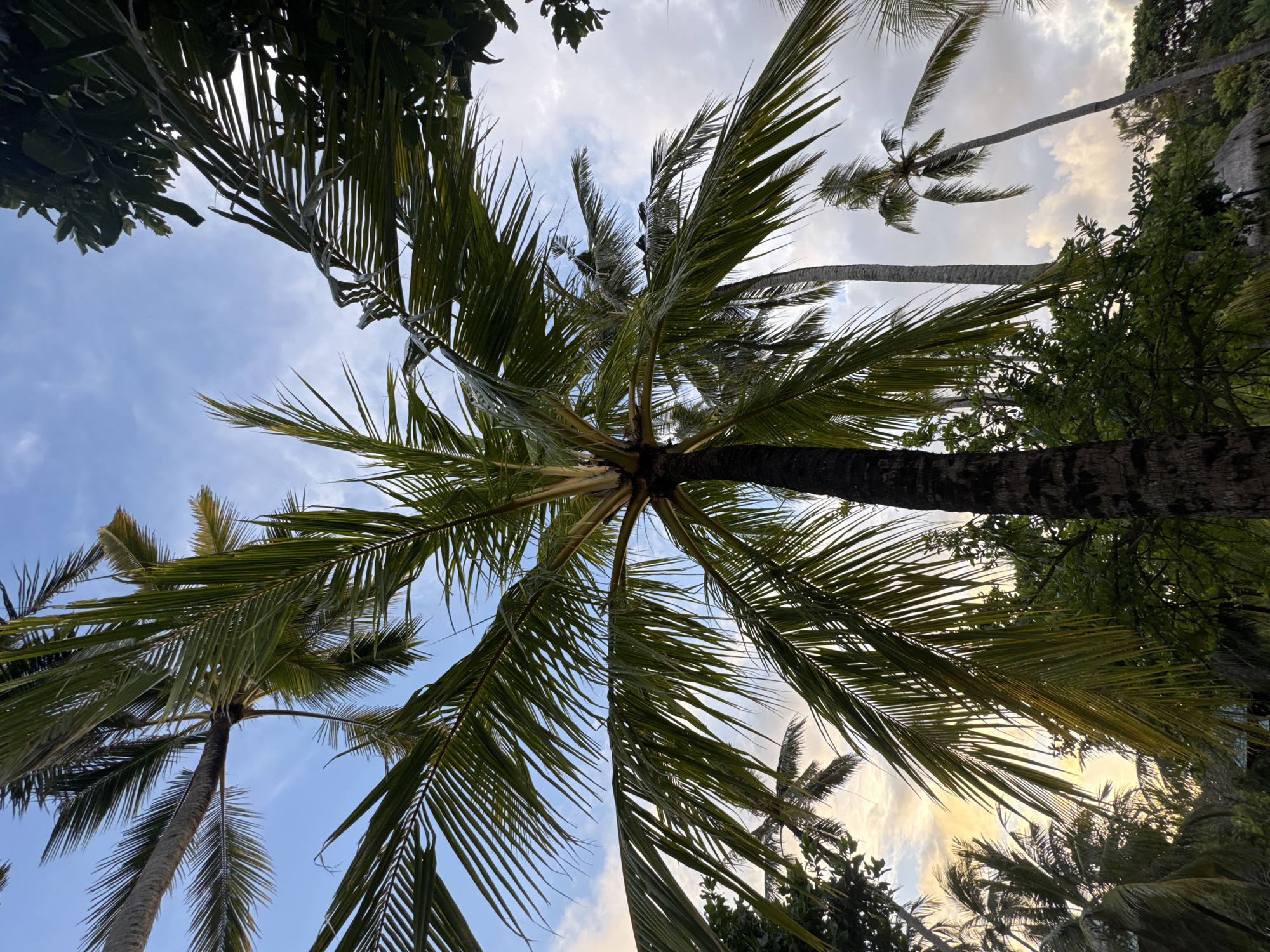 The image shows a view looking up through the canopy of palm trees in Kuta Selatan, Indonesia. The trunks of several palm trees are visible, leading up to their fronds which fill much of the frame. Other trees and foliage are also present along the edges of the image. The sky, partly obscured by the leaves, is light blue with scattered white and grey clouds. The scene appears to be taken during the day or late afternoon, indicated by the diffused sunlight filtering through the leaves. There are no people visible in the image.