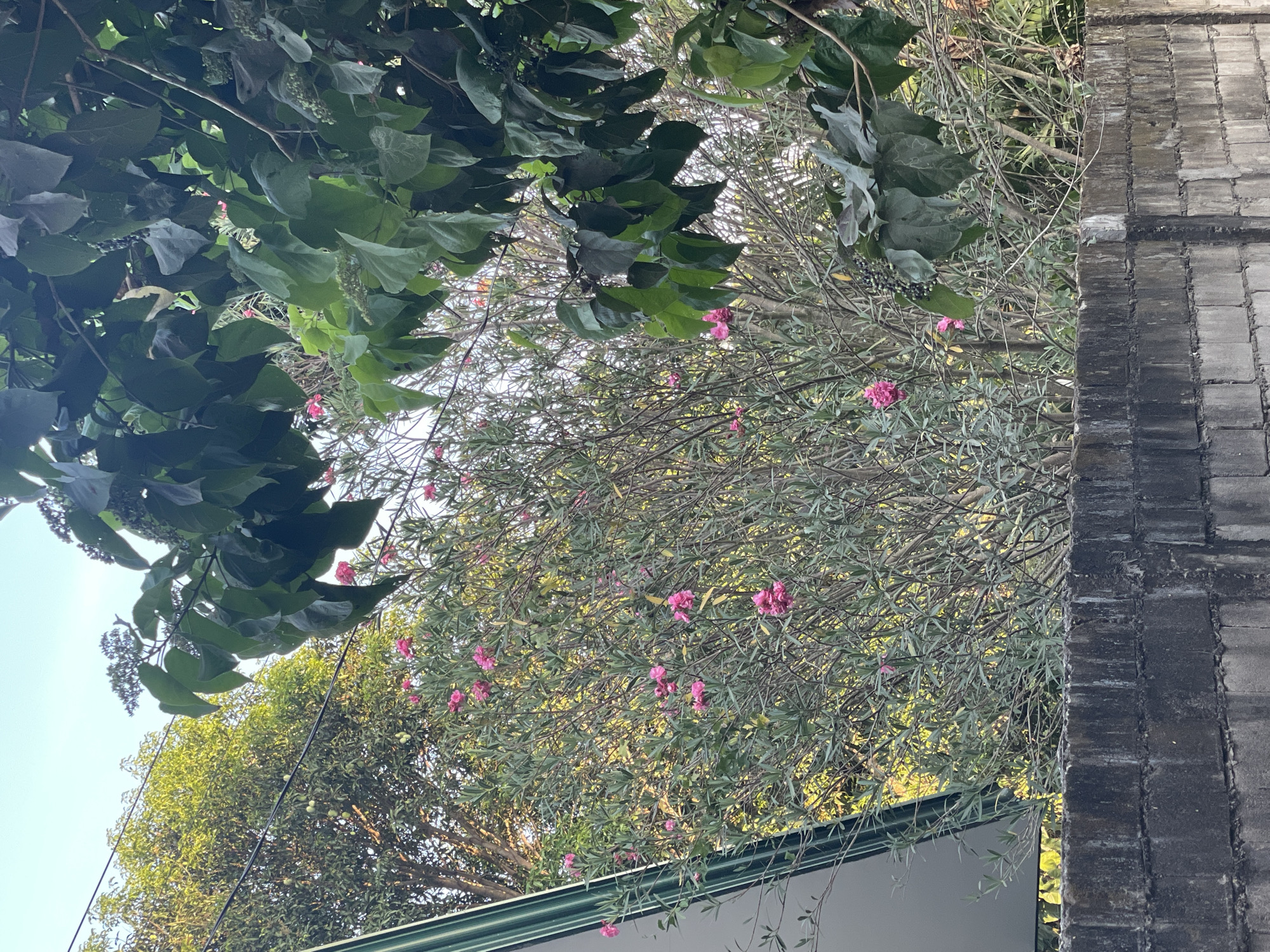 The image shows a view upwards into a tree with pink flowers, likely in Bacong, Philippines. The leaves of another tree with larger, rounder leaves are visible in the upper left corner of the frame. To the right of the flowering tree is a section of a dark, brick-like wall. Below the flowering tree is a portion of a white structure with a green-trimmed roof. The sky is visible in the gaps between the branches and leaves.
