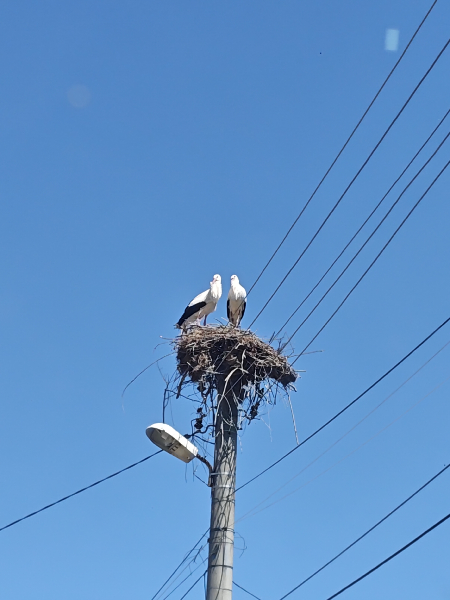 Two storks stand in a large nest atop a utility pole in Kulata, Bulgaria. The nest is constructed of branches and twigs. Electrical wires are strung near the nest. A street light is attached to the pole. The sky is blue.