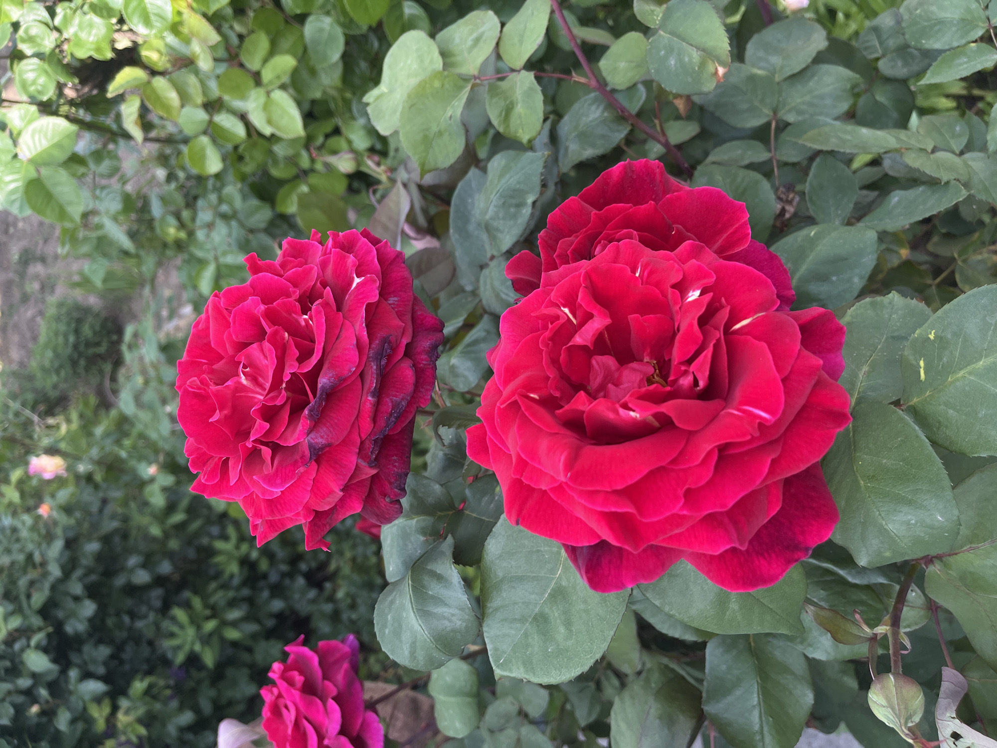 A close-up shot shows two vibrant red roses in full bloom, nestled amongst green foliage. A smaller rose bud can be seen near the bottom of the frame. The roses and foliage are set against a background of denser green vegetation, suggesting a garden or natural setting. The image was likely taken in Lozarevo, Bulgaria.
