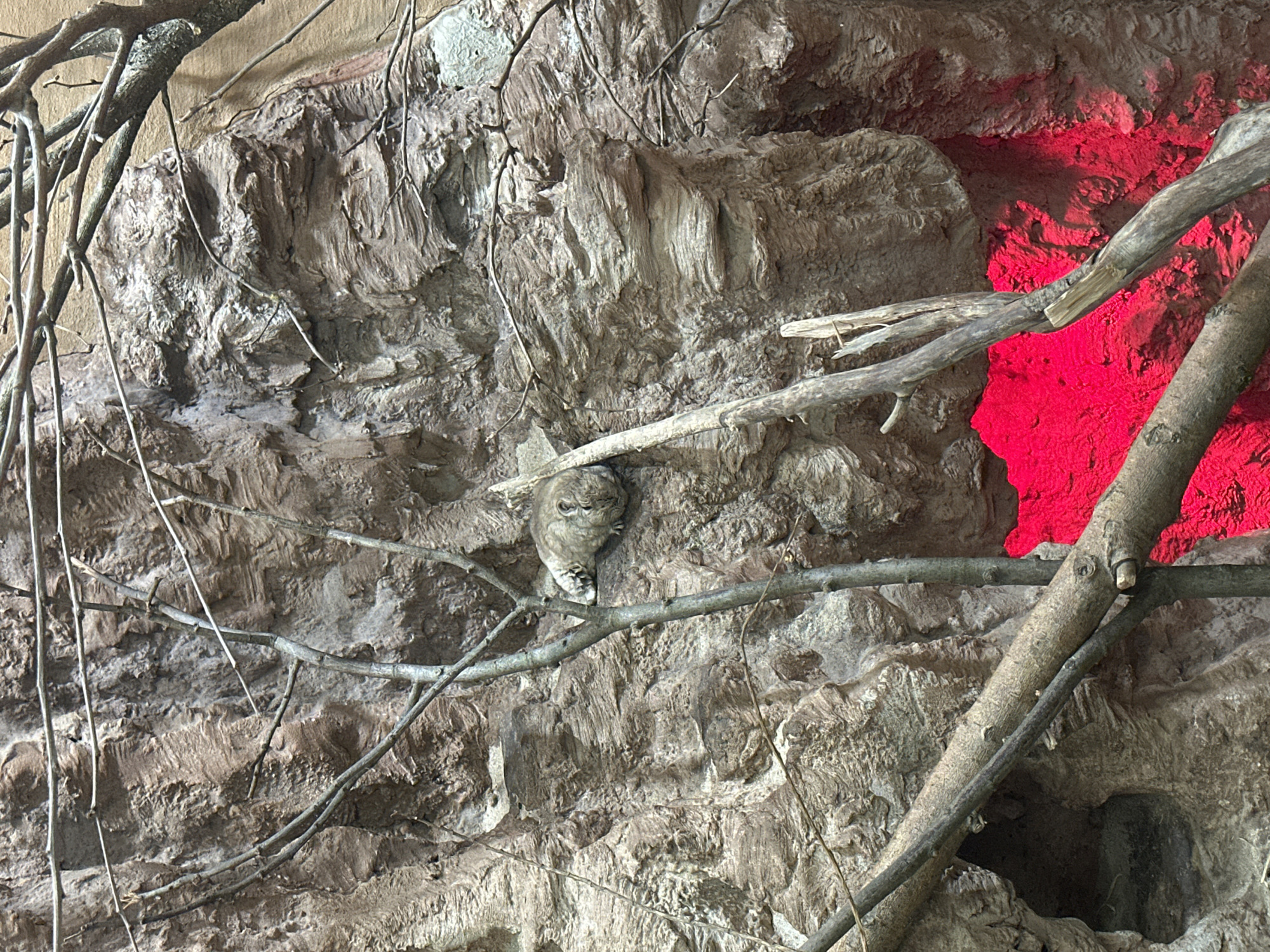 An owl perches on a branch in front of a simulated rock face. Red light is visible behind the rock face. The image appears to be taken indoors, possibly in a zoo or aviary. The location is likely the Wrocław Zoo in Wrocław, Poland, but there is nothing in the image to confirm this.