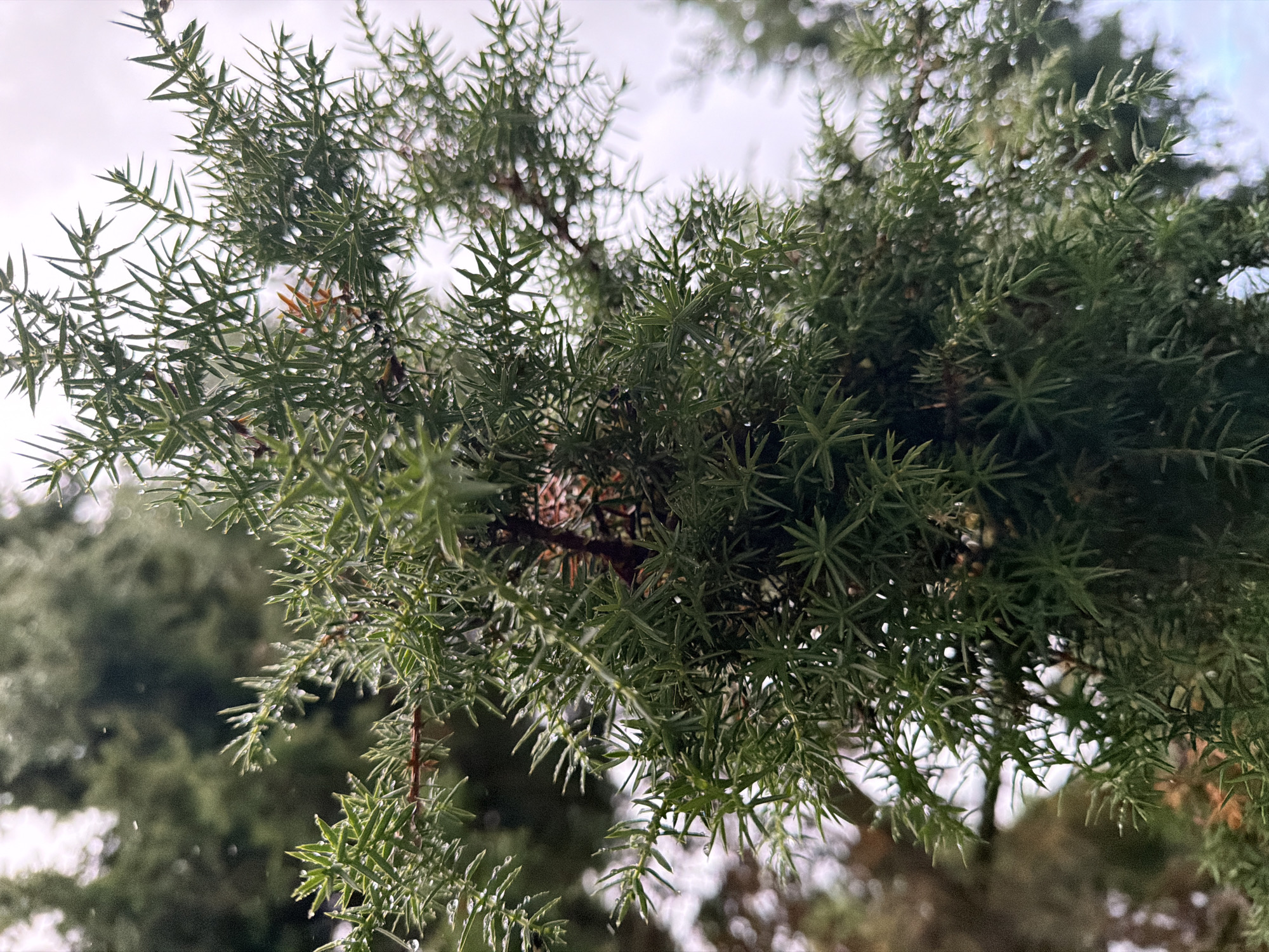 An extreme close-up shot shows the prickly green needles of a conifer tree, possibly a juniper. Water droplets cling to the needles, suggesting recent rain or dew. The background is blurred, with hints of other green foliage and a bright, overcast sky. The image is captured outdoors in the vicinity of Папярнянскі сельскі Савет, Belarus. No people or specific actions are depicted.
