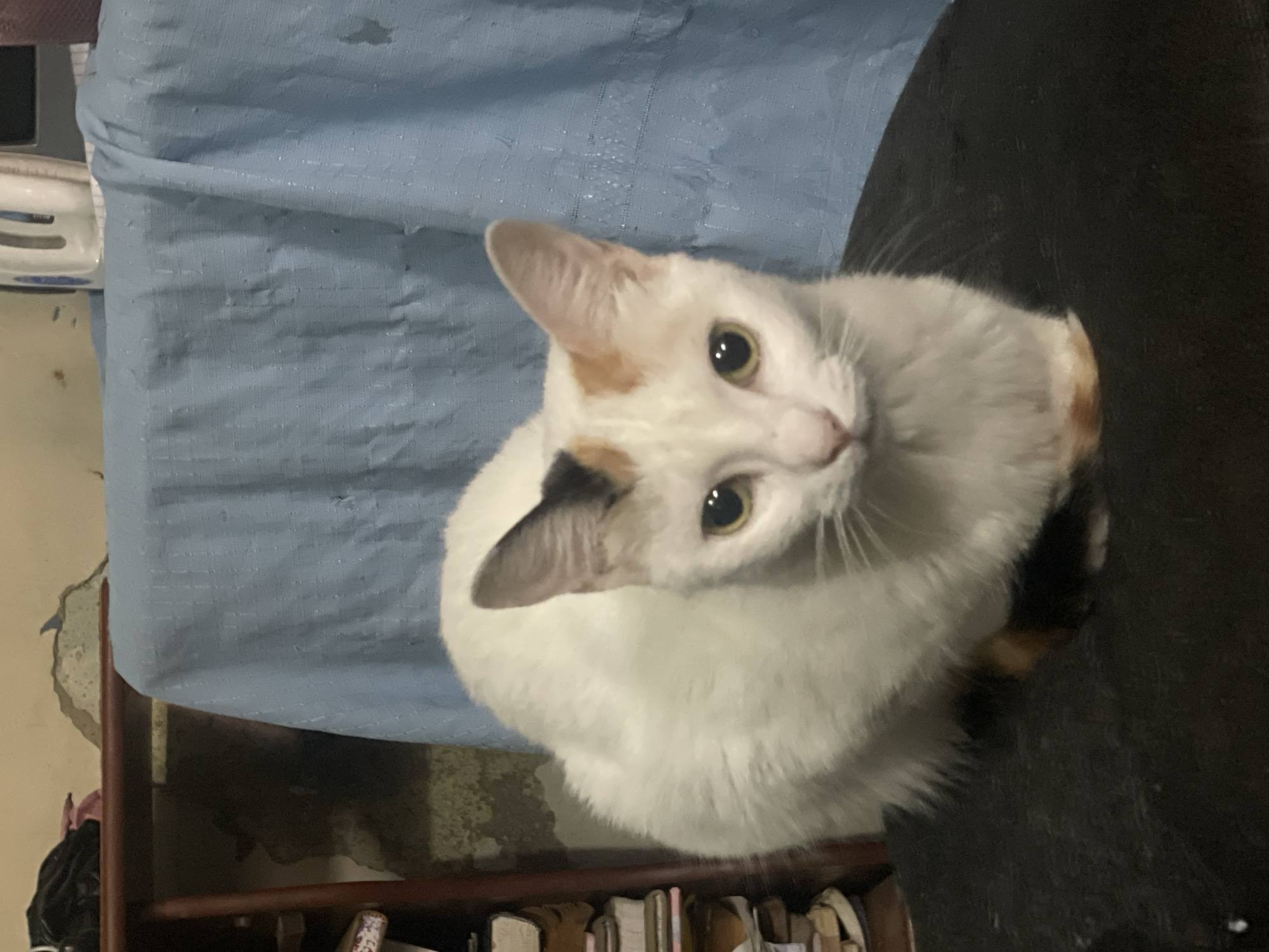 A white cat with patches of tan and black fur sits on a black chair. The cat is looking up at the camera with its yellow eyes. Behind the cat is a crumpled blue fabric. The bottom of a wooden shelf with various books is visible at the bottom of the frame. The background shows a section of a wall that appears to be in need of repair and a glimpse of some appliances. The location is Caracas, Venezuela.