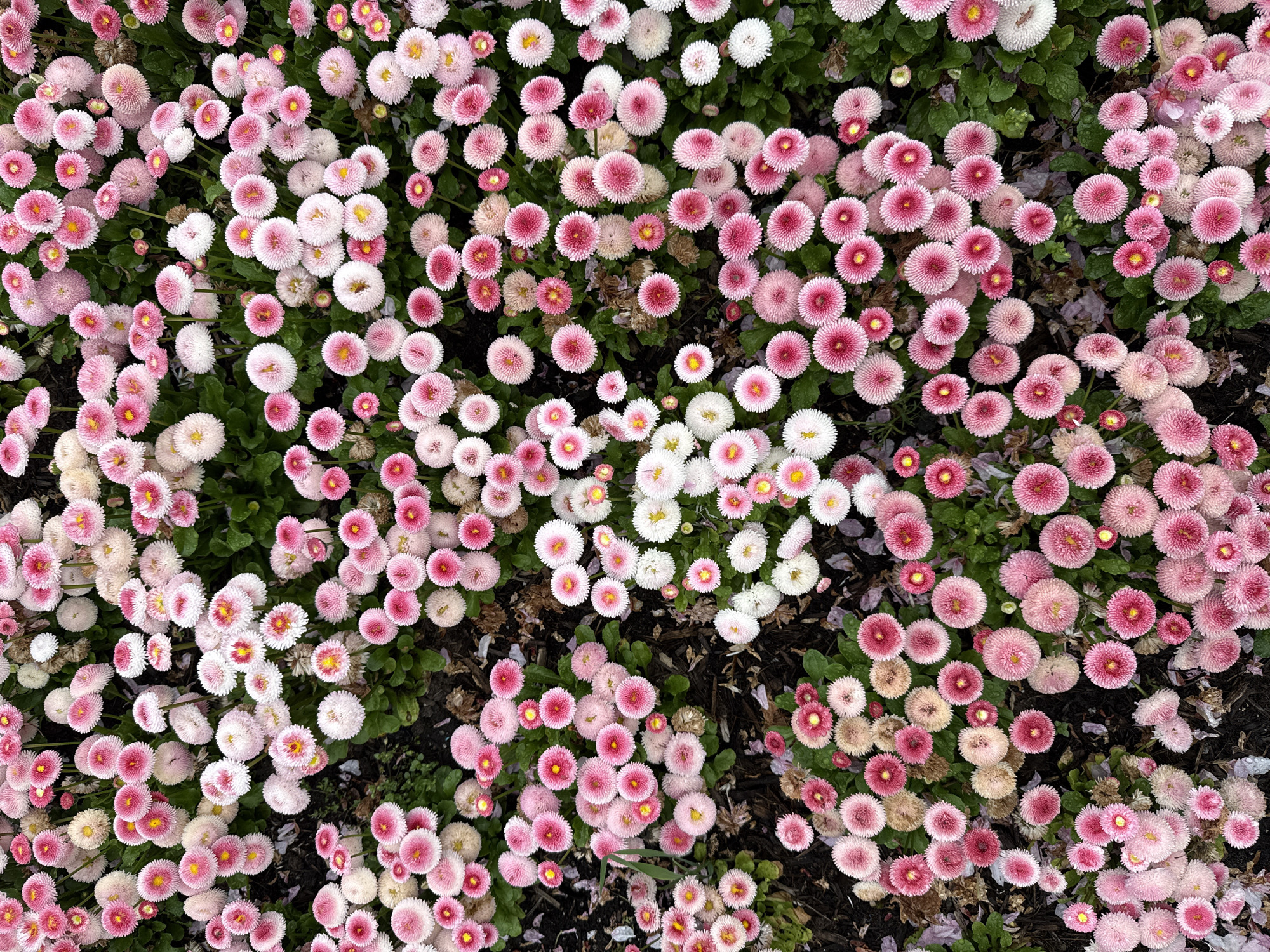 This media file presents an overhead, close-up view of a vibrant patch of blooming flowers, predominantly English daisies (Bellis perennis) in a garden setting in New Westminster, Canada. The scene is densely packed with numerous small, pompom-like flowers, creating a rich tapestry of pink, white, and subtle green.
The dominant subjects are the flowers themselves, which display a beautiful gradient of colors. Many are a delicate pastel pink, while others exhibit deeper, more saturated shades of rose and magenta, often with lighter pink or white tips. A significant number of flowers are primarily white with hints of pink, especially towards their centers or outer edges. Almost all the blooms feature bright yellow centers, adding a pop of contrast and warmth to the overall palette. The petals appear tightly clustered and ruffled, giving them their distinctive full, spherical shape.
Beneath and around the flowers, dark green foliage is visible, providing a leafy base for the blossoms. Patches of dark soil or mulch can be seen interspersed among the plants, suggesting a well-maintained garden bed. The lighting appears natural and even, indicative of daytime with no harsh shadows, highlighting the fresh and healthy appearance of the blooms. There is no specific activity depicted other than the natural growth and blooming of the flowers. No people, animals, or artificial objects are visible in the frame, and there is no discernible text. The image captures a moment of natural beauty and floral abundance.