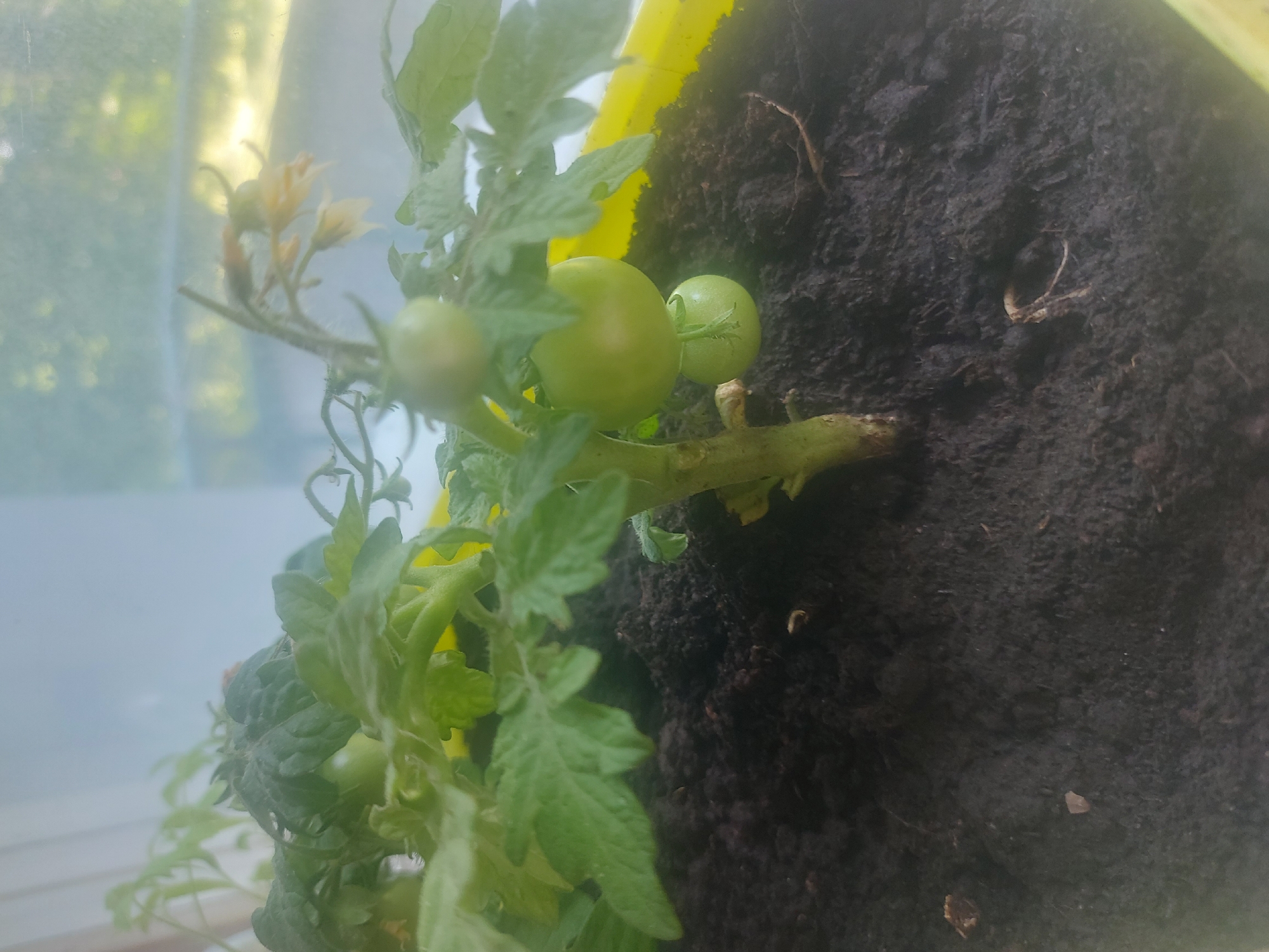 A close-up, eye-level shot shows a young tomato plant growing in dark soil within a yellow pot. The plant has several green, unripe tomatoes and some delicate yellow flowers. The background is blurred, suggesting an indoor setting near a window with natural light filtering through. The environment is clean and orderly, consistent with a home garden. The image does not contain any individuals or imply a specific location within Tallinn, Estonia.