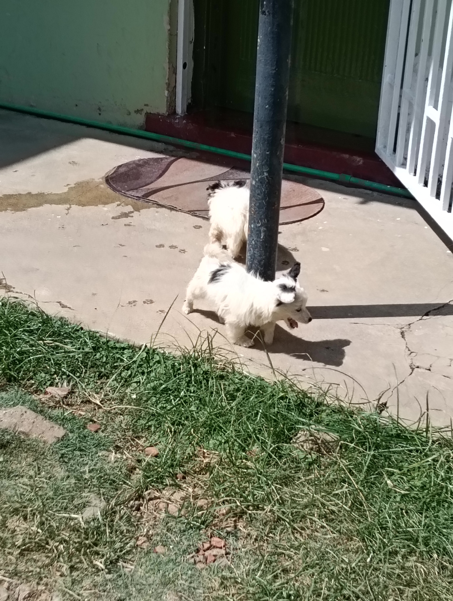 The image depicts two small, fluffy, light-colored dogs with black markings. One dog is positioned in the foreground, facing right with its mouth open, seemingly panting. The second dog is behind it, partially obscured, also appearing light-colored. They are standing on a cracked concrete surface, possibly a patio or walkway. To the left, a green hose lies on the ground adjacent to a light green wall. A dark, cylindrical pole stands prominently in the center, casting a shadow on the concrete. In the background, a doorway with a green door and a white vertical barred gate are visible. The foreground features a strip of green grass with some scattered rocks and reddish-brown debris. The scene appears to be outdoors, under bright sunlight, suggesting a warm day. The overall setting is simple and utilitarian, possibly a residential backyard or courtyard. No specific landmarks in Nairobi are identifiable.