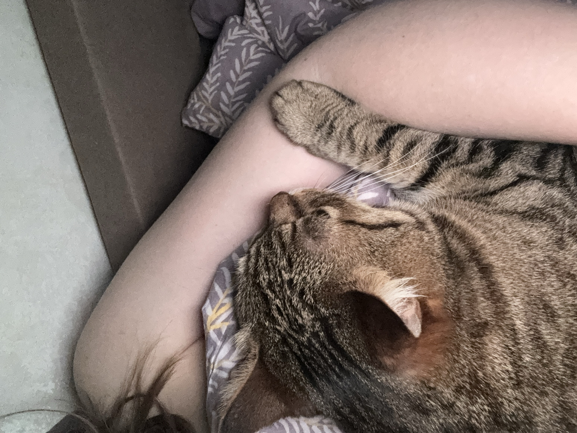 A tabby cat is lying on a person's arm and chest. The person is lying on a bed with a patterned gray and white comforter. The cat is facing to the left and its head is nestled on the person's arm. The location is indeterminable from the image.