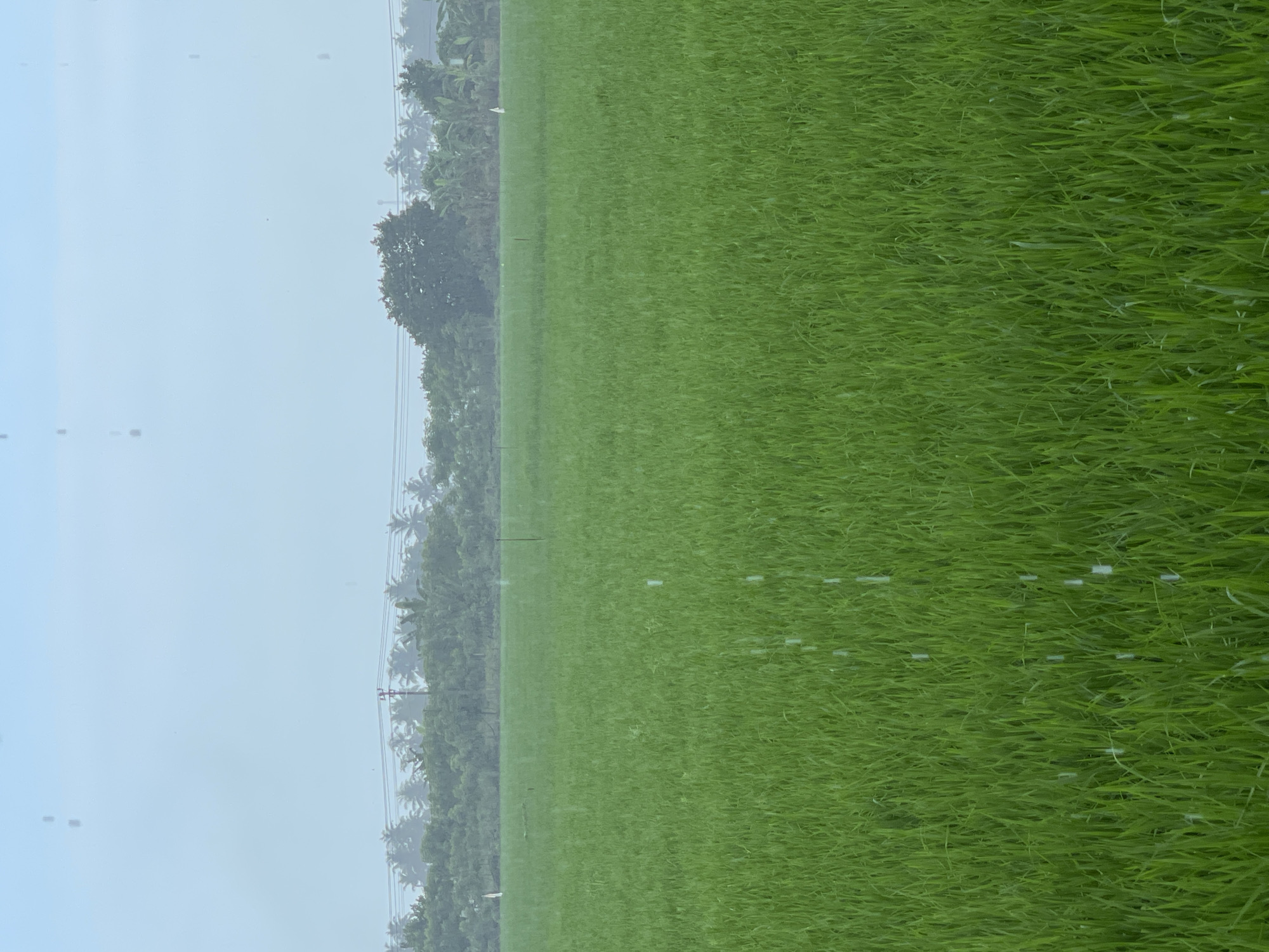 A wide shot captures a vast, verdant paddy field under a hazy, light blue sky, with visible streaks of rain falling. In the background, a dense line of trees, including palm trees, forms a natural border, with a few utility poles and wires interspersed. The foreground is dominated by the lush green rice stalks, creating a sense of depth and immersion. The overall scene suggests a tranquil, rural environment in Blangseureukuy, Indonesia, experiencing rainfall.