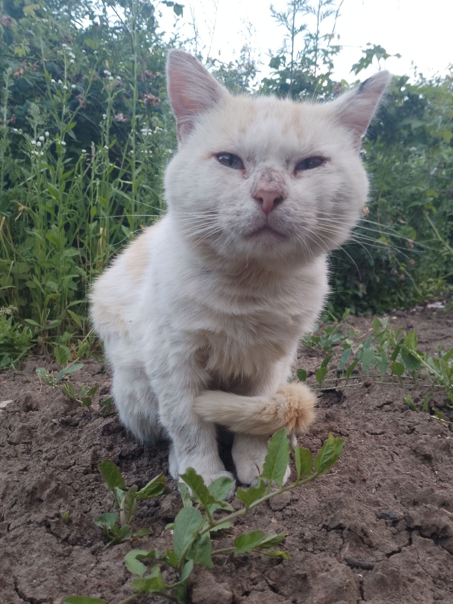 A medium shot captures a white cat with light orange markings sitting on dark soil. The cat's eyes are partially closed, and its face is tilted slightly upwards. Its tail is curled around its front paws. The background consists of green foliage and vegetation. The lighting suggests an outdoor setting during the day.