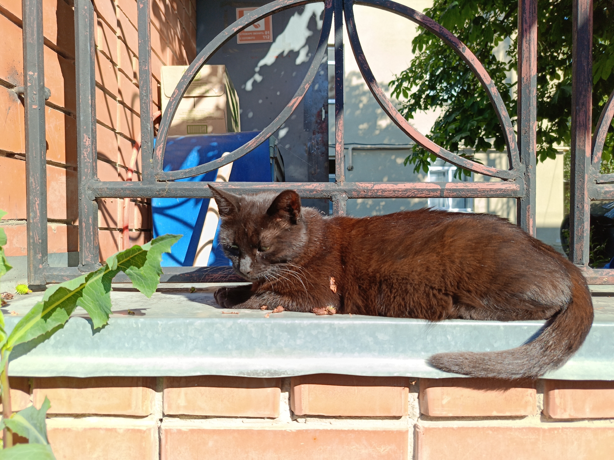 A brown cat is resting on a metallic windowsill in front of a brick wall. Behind the cat, a black metal fence with decorative arches is visible. Beyond the fence, there are some blue and cardboard boxes, and a building facade with green leaves from a tree. The scene is illuminated by sunlight, creating shadows on the brick wall and fence.