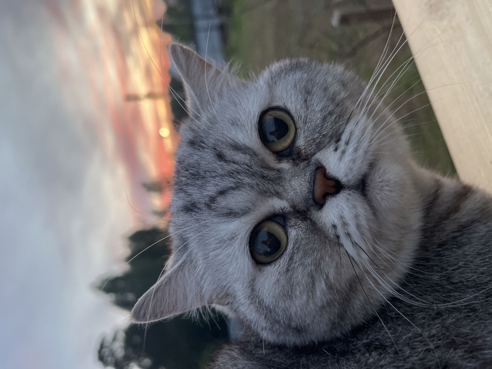 A gray tabby cat with large, round, yellow-green eyes is captured in a close-up, tilted portrait. The cat's head is positioned in the center of the frame, slightly angled to the right. The cat's expression is curious, with dilated pupils. The background is blurred, suggesting an outdoor setting, and includes a sunset with orange, pink, and gray hues. Green foliage is visible in the blurred background, possibly indicating a garden or park. Based on the available information, it is not possible to confirm that the photo was taken in Chaikovsky, Russia. The subject is the cat, with no other people are visible. The cat is looking at the camera.