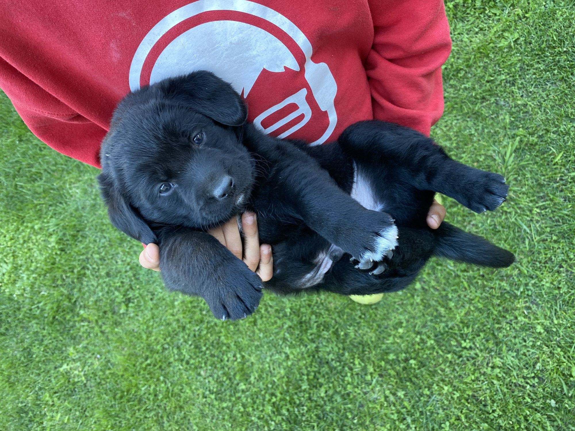 A person wearing a red sweatshirt holds a black puppy with white markings on its paws. The puppy is facing the camera, looking slightly to the left. The background is a green grassy lawn. The image was taken outdoors in the city of Liuboml, Ukraine.