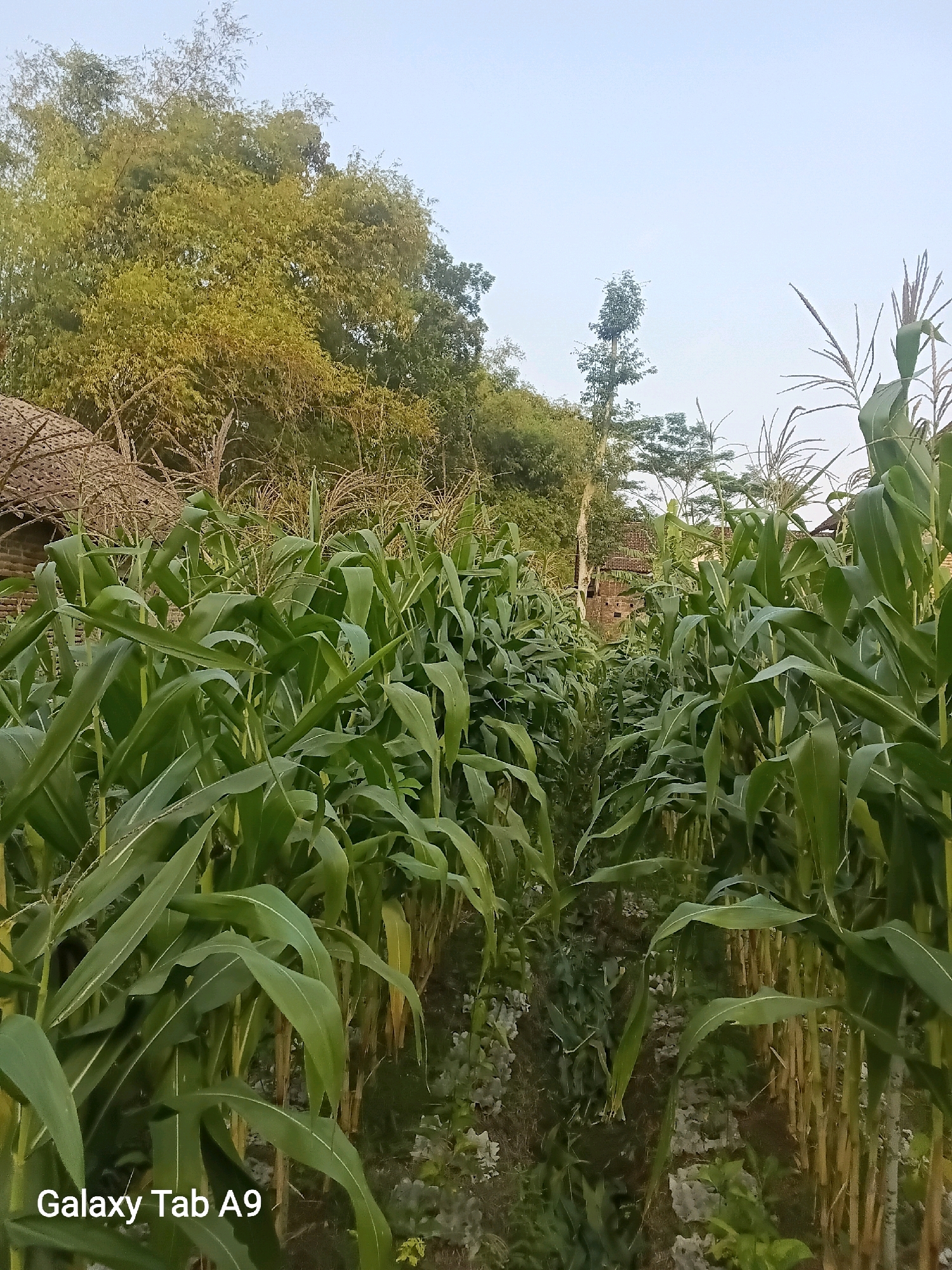 The image depicts a cornfield with tall, green corn stalks in the foreground and middle ground. The stalks are densely packed, creating rows that recede into the distance. The leaves of the corn are broad and elongated, some showing slight wilting. The ground between the rows appears to be soil with some scattered dry leaves and sparse vegetation. In the background, there are trees and some thatched-roof structures, suggesting a rural or semi-rural setting. The sky is clear and pale, indicating it might be early morning or late afternoon. The bottom left corner of the image has text that reads "Galaxy Tab A9", indicating the device used to capture the photo.
While the image itself does not explicitly state its location, if this scene were in Trenggalek, Indonesia, it would represent typical agricultural landscapes found in the region, particularly in areas with suitable climate and soil for corn cultivation. Trenggalek, known for its natural beauty and agricultural activities, would likely feature such cornfields as part of its rural scenery. The presence of thatched-roof structures could be indicative of traditional housing or small farm outbuildings common in Indonesian villages. The overall environment suggests a warm climate, consistent with that of Trenggalek.