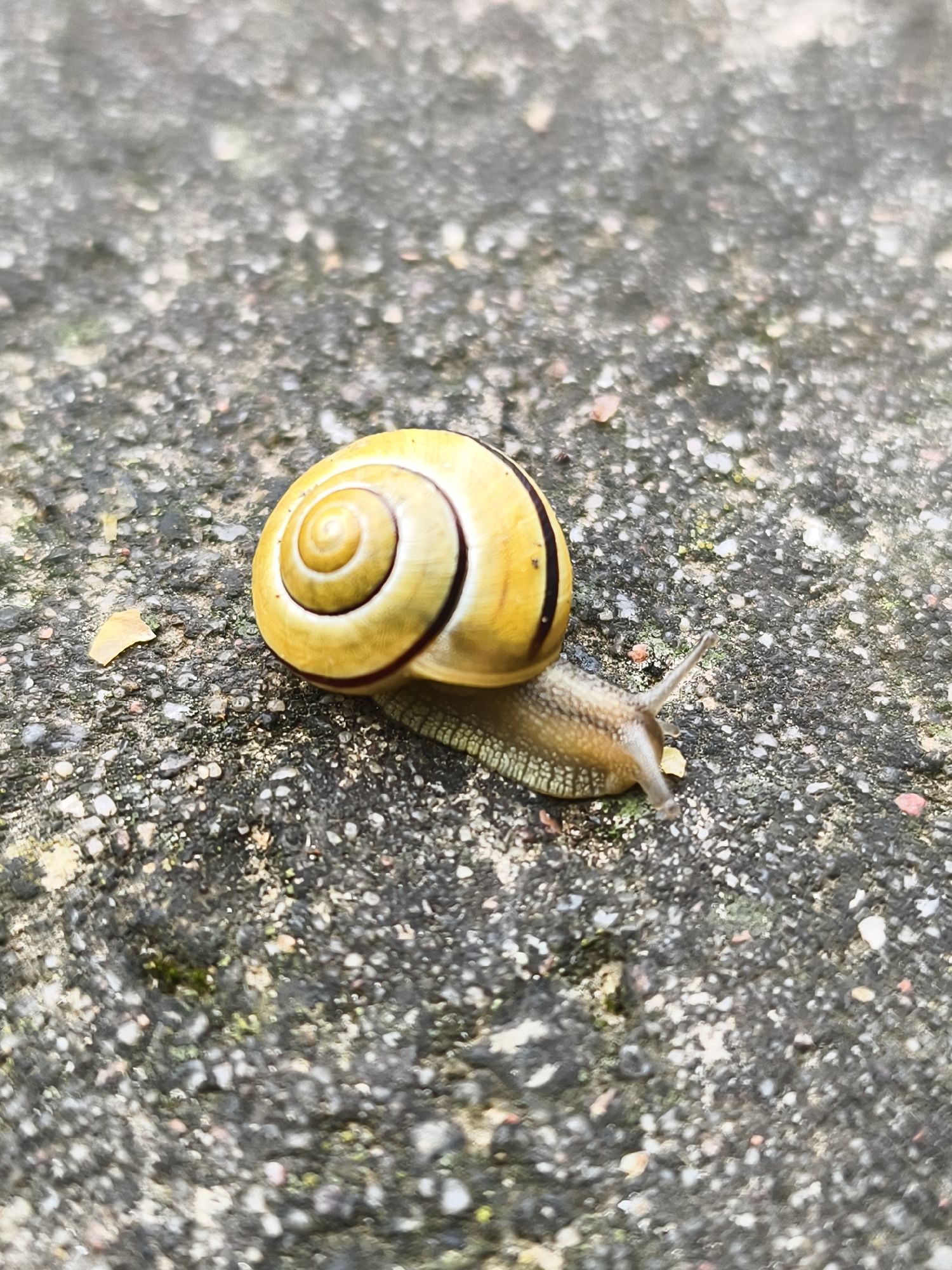 A snail with a yellow, spiraled shell is pictured on a rough, gray surface. The snail is in motion, with its body extended forward and two tentacles visible. The surface appears to be concrete or asphalt, with small pebbles and bits of debris scattered across it. The lighting suggests an outdoor environment, possibly during the day. There are no people or other animals visible in the image.