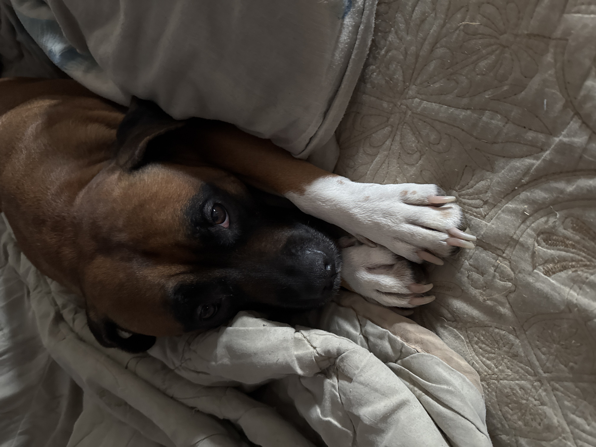 A medium-sized, brown dog with a black muzzle and white paws rests on a bed. The dog's head is near the bottom left of the frame, with its white paws resting on or near its face. The bed is covered with a quilted blanket, and a white blanket is partially covering the dog. The image appears to be taken from an overhead perspective. The location of Chaikovsky, Russia is not indicated in the provided image.