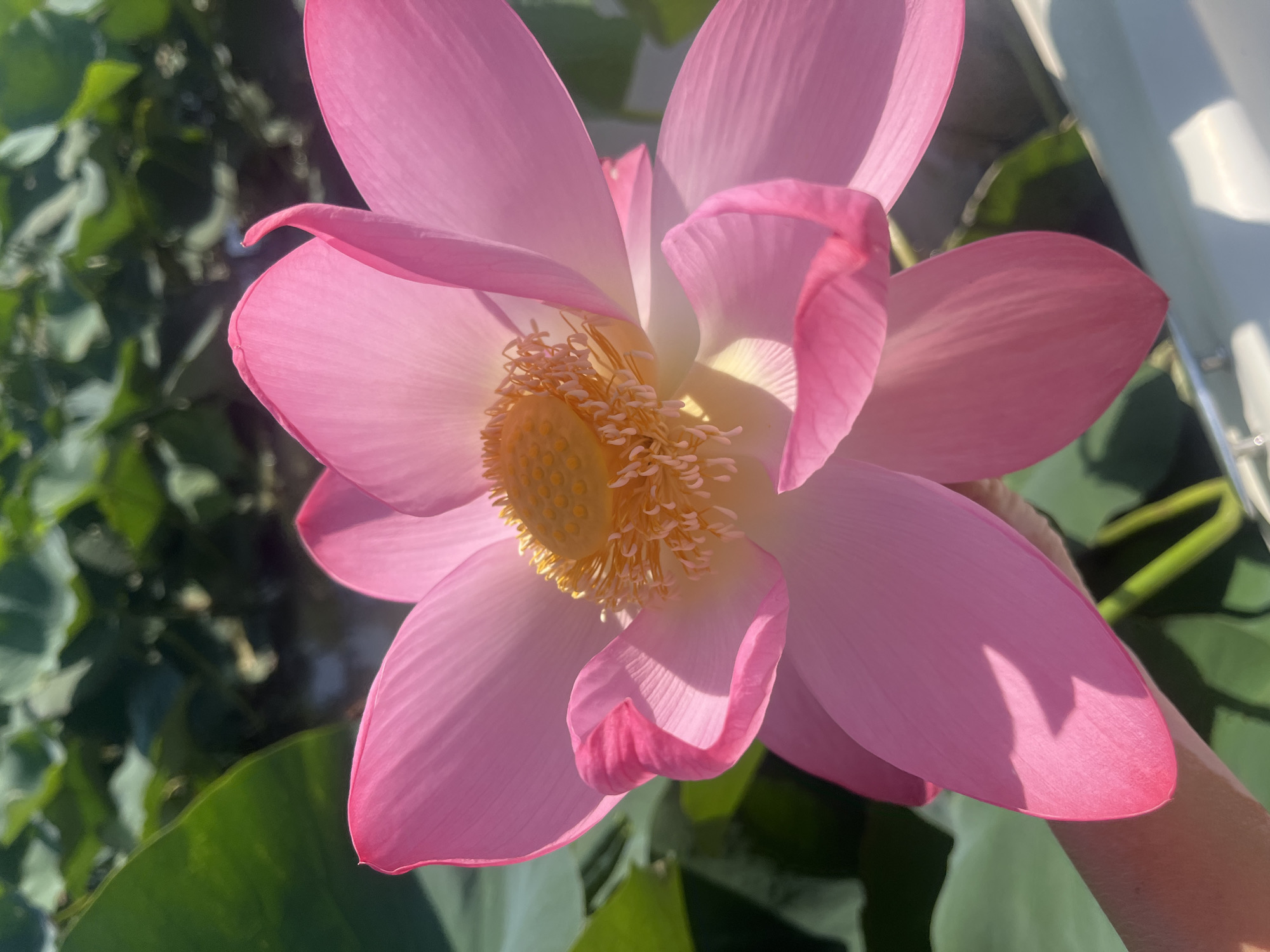 A close-up, low-angle shot captures a vibrant pink lotus flower in full bloom, its delicate petals unfurling towards the sunlight. The flower's center is a striking yellow, surrounded by a ring of stamen. In the background, lush green lotus leaves create a blurred backdrop, suggesting a serene pond or waterway. A human hand, gently supporting the lower part of a petal, is visible on the left side of the frame, hinting at the flower's proximity and accessibility. The image's lighting suggests it was taken outdoors on a sunny day. This scene is located in Golubitskaya, Russia, a region known for its natural beauty and water bodies, which are ideal habitats for lotus flowers.