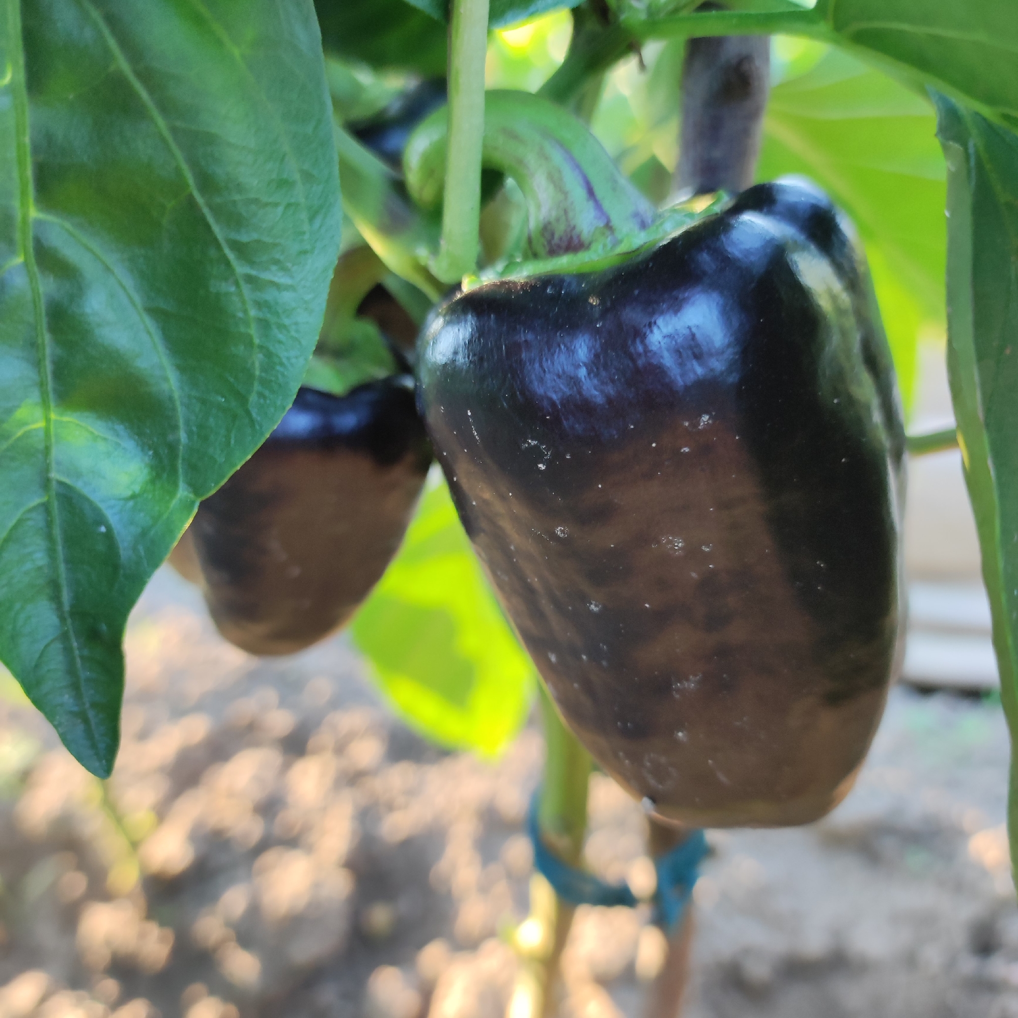 The image shows a close-up of two dark purple bell peppers growing on a plant. The peppers are plump and shiny, with some small white specks on their surfaces. Green leaves surround the peppers, and the background is a blur of brown soil and sunlight. There are no people or buildings visible in the image, and therefore, it is not possible to provide details about the location in the city of Navoloki, Russia.