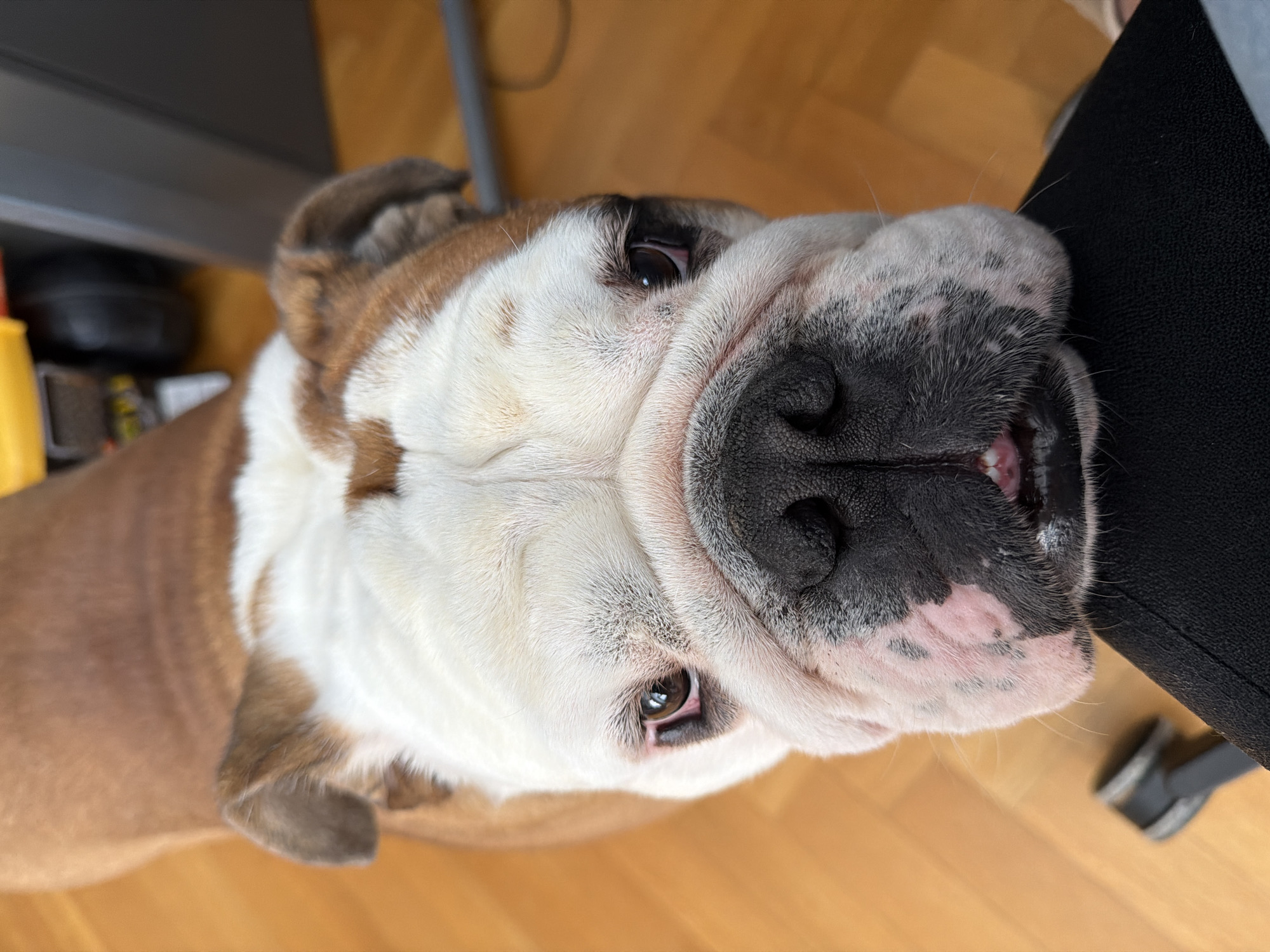 A close-up, eye-level shot depicts a brown and white bulldog looking upwards with a slightly tilted head. The dog's face dominates the frame, showcasing its wrinkly features and dark eyes. Parts of a black chair or seat are visible on the right edge of the frame, and a wooden floor is evident. A shelf with various objects including a yellow container, sits to the left. The location is likely indoors. No definitive indicators confirm this is Sofia, Bulgaria.