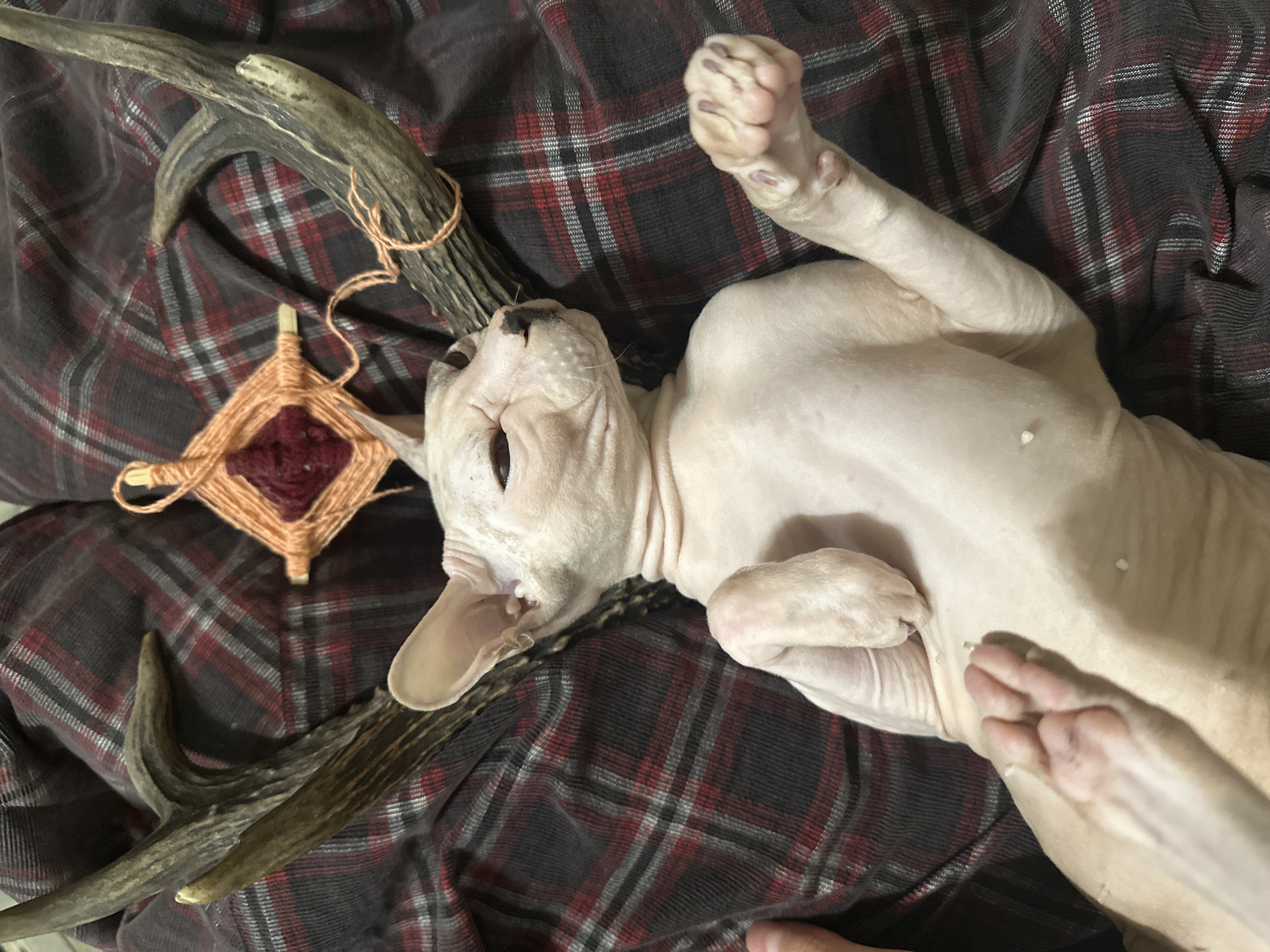 This is an overhead, medium shot photograph of a hairless cat, possibly a Sphynx, lying on its back on a dark, red, and gray plaid fabric. The cat's eyes are partially closed, and its head is turned to the right. Antlers are placed on either side of the cat's head, with the points facing upwards and outwards. A small, woven object made of orange and dark red yarn, resembling a dreamcatcher or a god's eye, is positioned above the cat's head, between the antlers. The cat's paws are visible, with its front paws resting on its chest and its hind legs extended. The overall scene appears to be staged for a photograph. The location is not specified in the image.