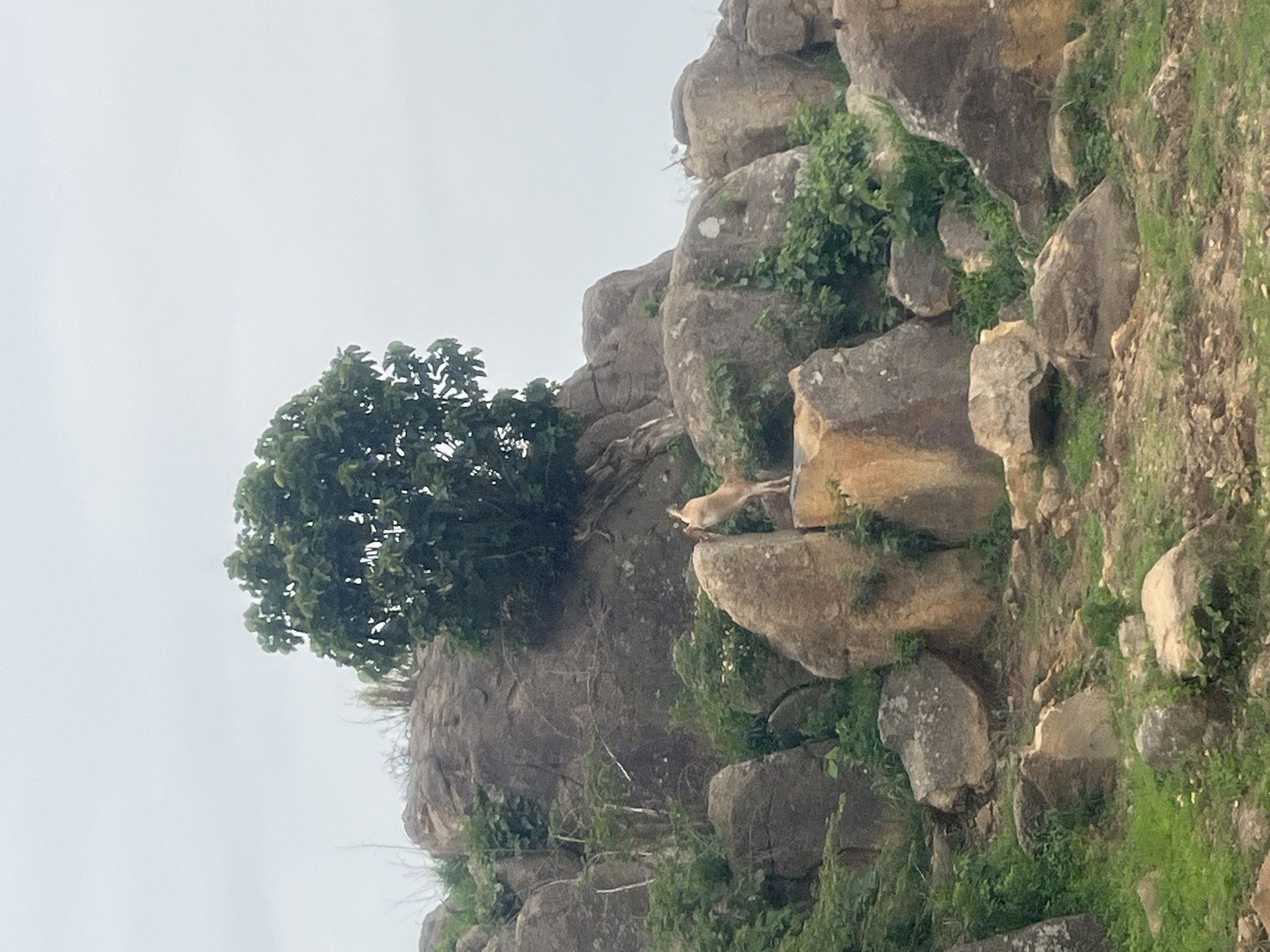 A tan-colored animal, likely a goat or antelope, is positioned on a rocky outcrop, with its head extended upwards as if reaching for something. The animal is silhouetted against a light, overcast sky. It stands on a weathered, yellowish-brown rock, surrounded by a landscape characterized by large, grey, and brown boulders, interspersed with green foliage and grasses. A prominent, leafy green tree grows from the top of a large rock formation behind the animal. The overall environment suggests a natural, possibly semi-arid, hilly terrain in Gura Top, Nigeria.