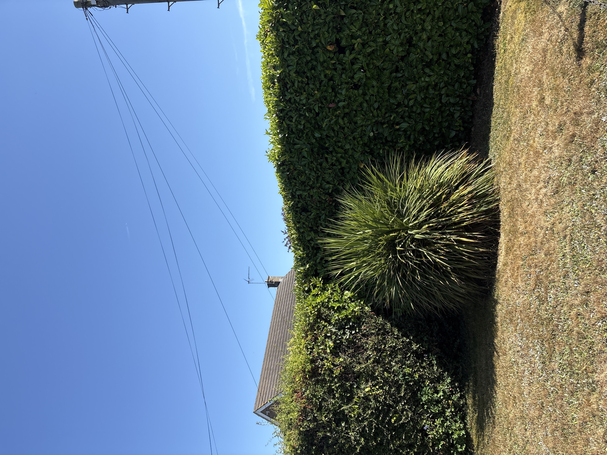 The image captures a view of a residential area with a clear blue sky. In the foreground, dry, patchy grass is visible. Behind the grass, a dense, well-maintained green hedge runs horizontally across the frame. In the center of the hedge, a spiky, green ornamental plant stands out. To the left, a section of a pitched roof with brown tiles and a chimney can be seen peeking over the hedge, suggesting a house. Overhead, black electrical wires are strung between poles, with one pole visible on the far right of the image. The overall scene depicts a suburban garden setting in Chelmsford, United Kingdom, on a sunny day.