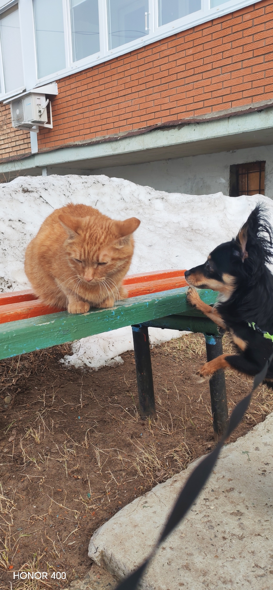 The image depicts an outdoor scene in the city of Noviy, Russia, featuring a cat and a dog interacting near a building facade.
An orange tabby cat is seated on the left side of a painted wooden park bench. The bench has orange-colored seat slats and green-colored backrest slats, both showing signs of wear and chipped paint. The cat's eyes are partially closed, and its head is slightly lowered and turned towards the right. To the right of the cat, a small black and tan dog stands on its hind legs, with its front paws resting on the green backrest slat of the bench. The dog's head is turned to face the cat. A green harness is visible on the dog's chest, and a black leash extends downwards out of the frame from the harness.
The ground beneath the bench and in the foreground is composed of exposed soil with sparse patches of dry grass and some scattered debris. Behind the bench, against the building, are irregular mounds of partially melted, dirty snow. The background features the facade of a building, characterized by red brickwork on its upper visible section, complete with white-framed windows. Below one of these windows on the left, a white external air conditioning unit is mounted. A light-colored concrete structure, possibly a foundation or lower wall, is visible beneath the brickwork, with a small, barred window present on the right side of the frame.
