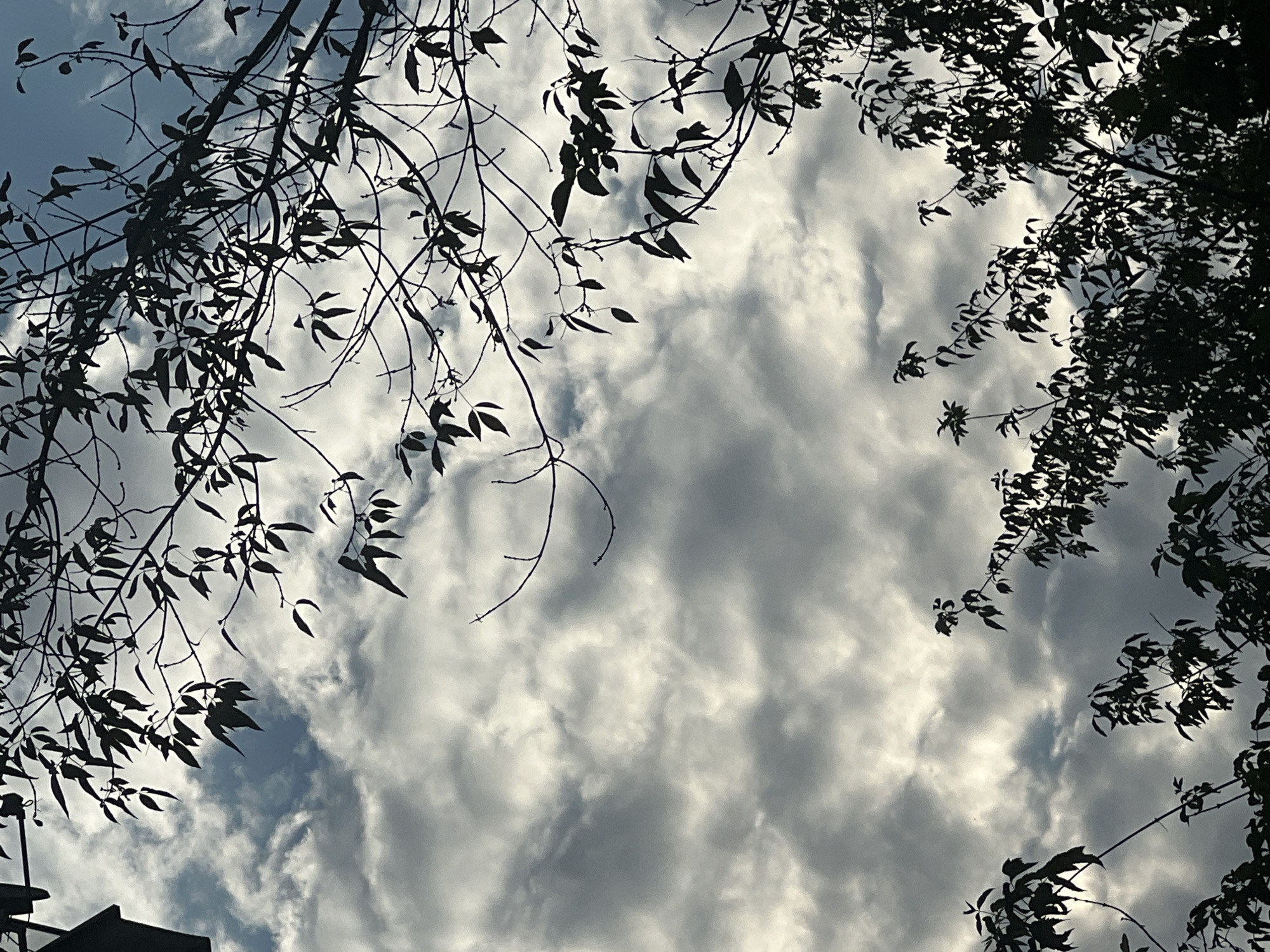 The image shows a cloudy sky with branches and leaves silhouetted against it. The clouds are a mix of white and gray, with patches of blue sky visible in some areas. The branches are bare and appear to be from deciduous trees, suggesting it might be autumn or winter. The leaves are dark and detailed, some still clinging to the branches. The scene is framed by the foliage of trees, creating a sense of looking up from below. There are no people or specific landmarks visible, making it impossible to determine a precise location within Warsaw, Poland. The overall mood is somewhat somber and naturalistic, highlighting the contrast between the organic forms of the trees and the atmospheric conditions of the sky.