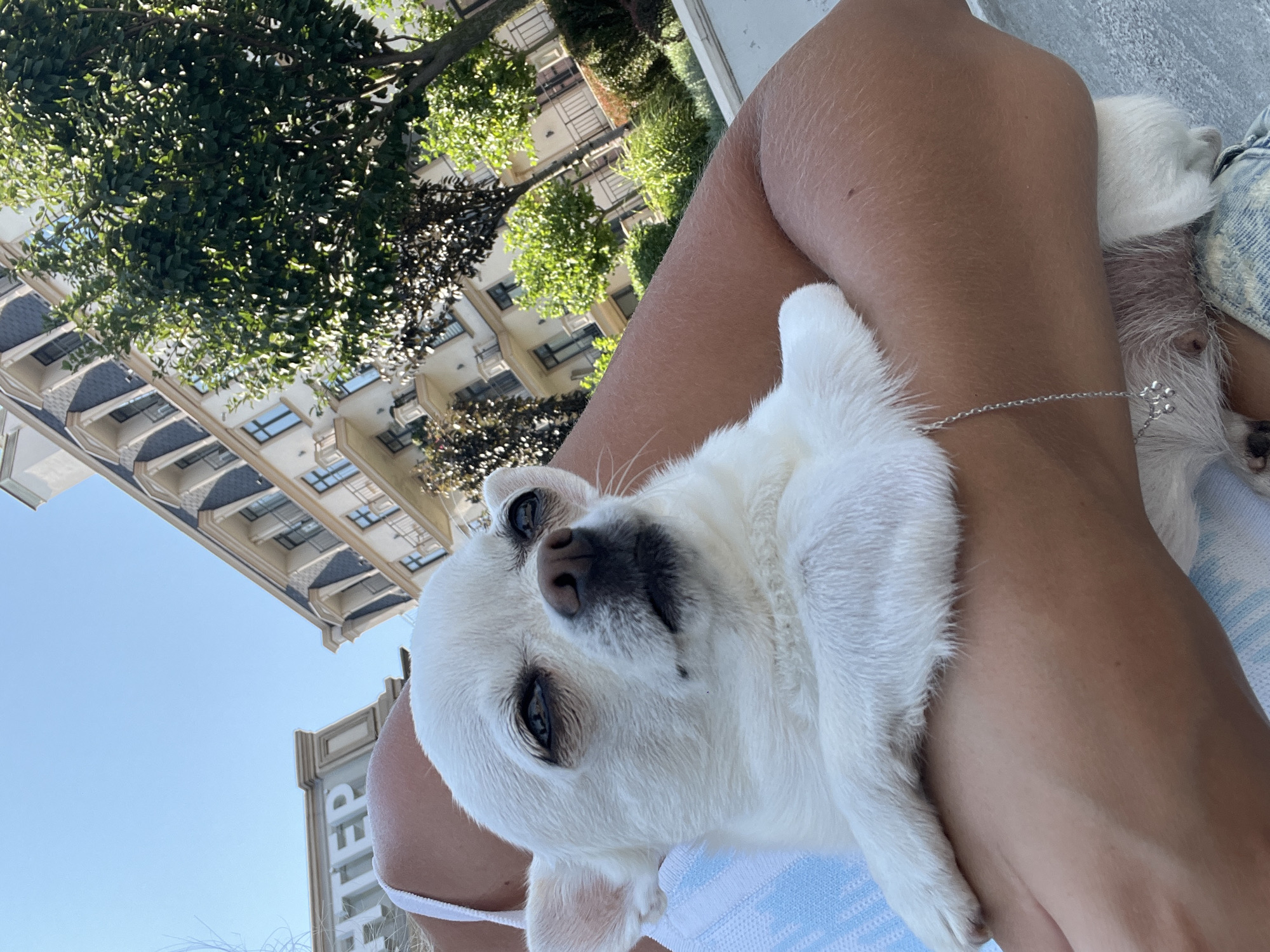 A white chihuahua dog is being held by a person in what appears to be a city environment. The dog is facing the camera with its head tilted slightly upwards. In the background, there is a building with multiple floors and balconies, as well as trees and a clear blue sky. The person's arms are visible around the dog. The person is wearing a white top with blue stripes.