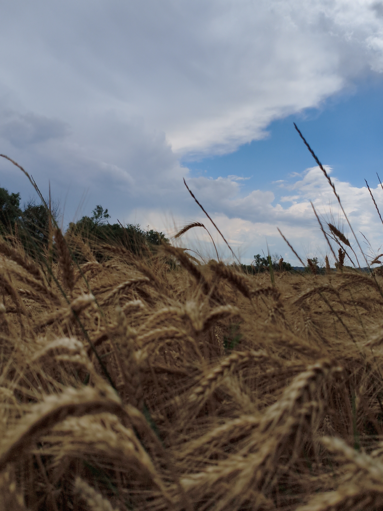 A low-angle shot captures a field of golden wheat under a cloudy sky with patches of blue. The wheat stalks are in the foreground, some in sharp focus and others blurred, creating a sense of depth. In the background, a line of dark green trees forms a backdrop to the field, with a sliver of blue sky visible above the trees. The image appears to be taken on a day with mixed weather, indicated by the presence of both clouds and clear sky. The location is described as the city of Ustyvytsia, Ukraine.