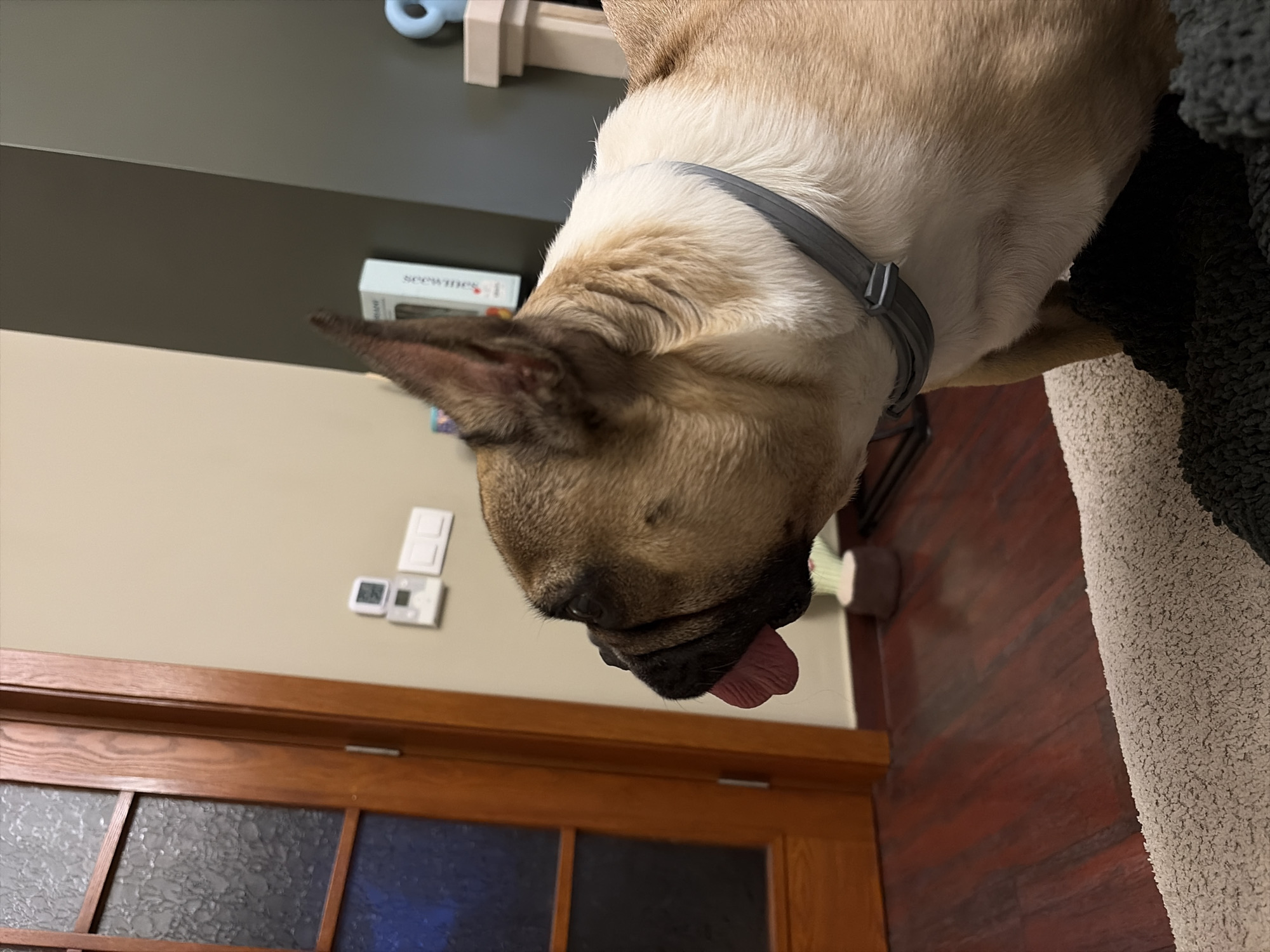 An indoor, overhead shot captures a fawn and white dog, likely a French Bulldog, looking downwards with its tongue slightly extended. The dog is wearing a grey collar. Its head is tilted, suggesting curiosity or relaxation.
The setting appears to be a residential interior in Sofia, Bulgaria. In the background, a wooden door with multiple glass panels, some textured, dominates the lower half of the frame. Above the door, a light beige wall features two white light switches or thermostats. This beige wall transitions to a darker, possibly green or grey, wall further up.
A small white box, with the word "seewines" partially visible on its side, rests on the darker wall behind the dog's head. To the right, a textured grey rug or blanket is seen next to dark reddish-brown wooden flooring. Hints of other objects, including a light blue toy, are visible in the upper background. The lighting is even, suggesting an indoor environment without direct harsh light, contributing to a calm ambiance.