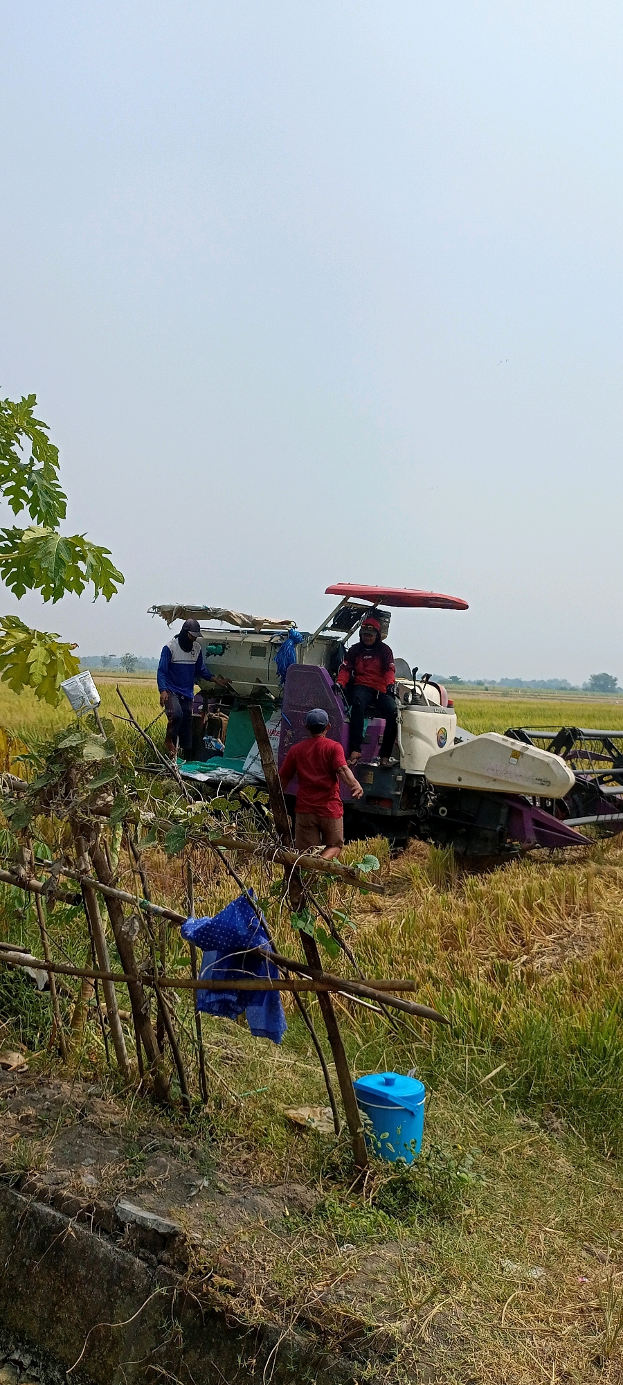 In a rural setting under a clear, pale sky, a combine harvester is positioned in a field of harvested rice. Three individuals are interacting with the machinery. One person, wearing a blue shirt and dark pants, stands on the left side of the combine, looking towards the machine. Another person, dressed in a red jacket and black pants, is seated on the right side of the combine, appearing to operate it. A third individual, wearing a red shirt and brown shorts, is standing behind the combine. In the foreground, a rustic fence constructed of branches encloses a small area with green foliage. A blue cloth is draped over the fence. To the right of the fence, a bright blue bucket rests on the ground amongst dried grass and green vegetation. The landscape beyond the field is flat and appears to be agricultural land.