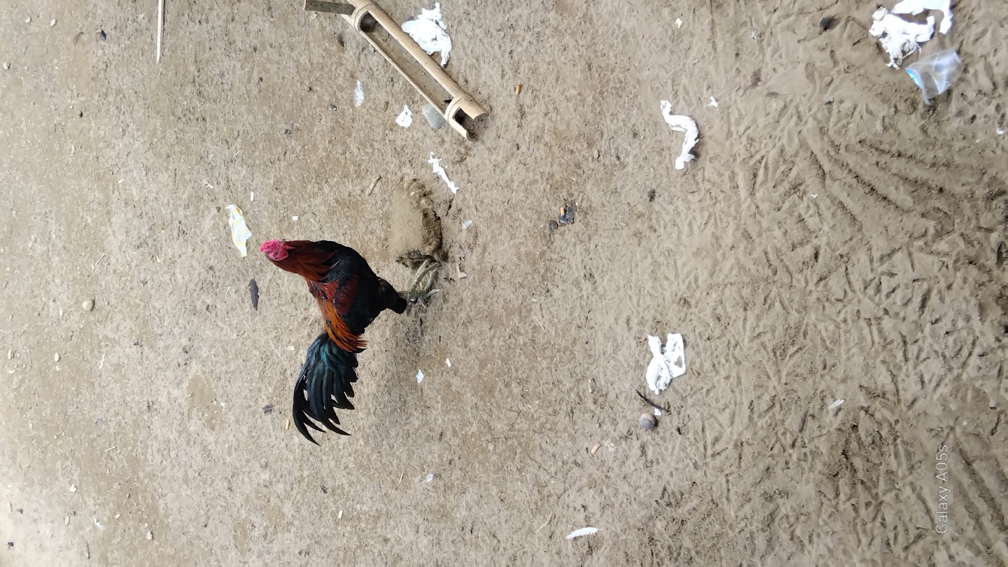 A rooster stands on sandy ground in Rambongpayong, Indonesia. The rooster has black and red plumage with a red comb and wattle. The ground is a mix of light brown sand and dirt, with various footprints and some scattered debris including white paper scraps, cigarette butts, and a broken bamboo pole. The rooster is facing towards the right side of the frame. The background is out of focus and shows more of the sandy terrain.
