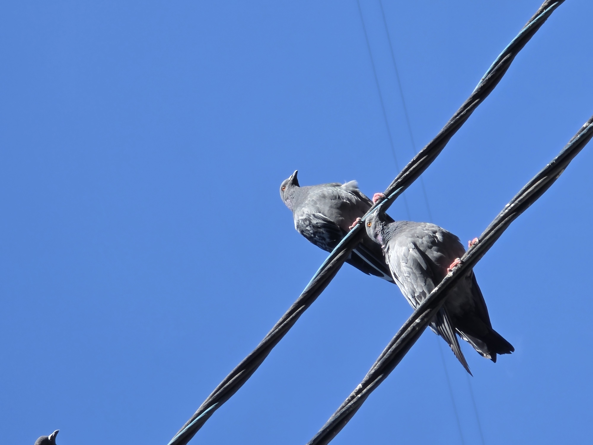 Two pigeons are perched on parallel power lines against a clear blue sky. The pigeon in the foreground is facing left with its head slightly tilted down, while the pigeon above it is facing right. The power lines are dark and appear to be made of multiple twisted wires, with a thin blue strand running through them. The environment is outdoor and appears to be a bright, sunny day. There are no people or buildings visible in the frame. The image does not provide any specific information that would allow for its location to be identified as Moscow, Russia.
