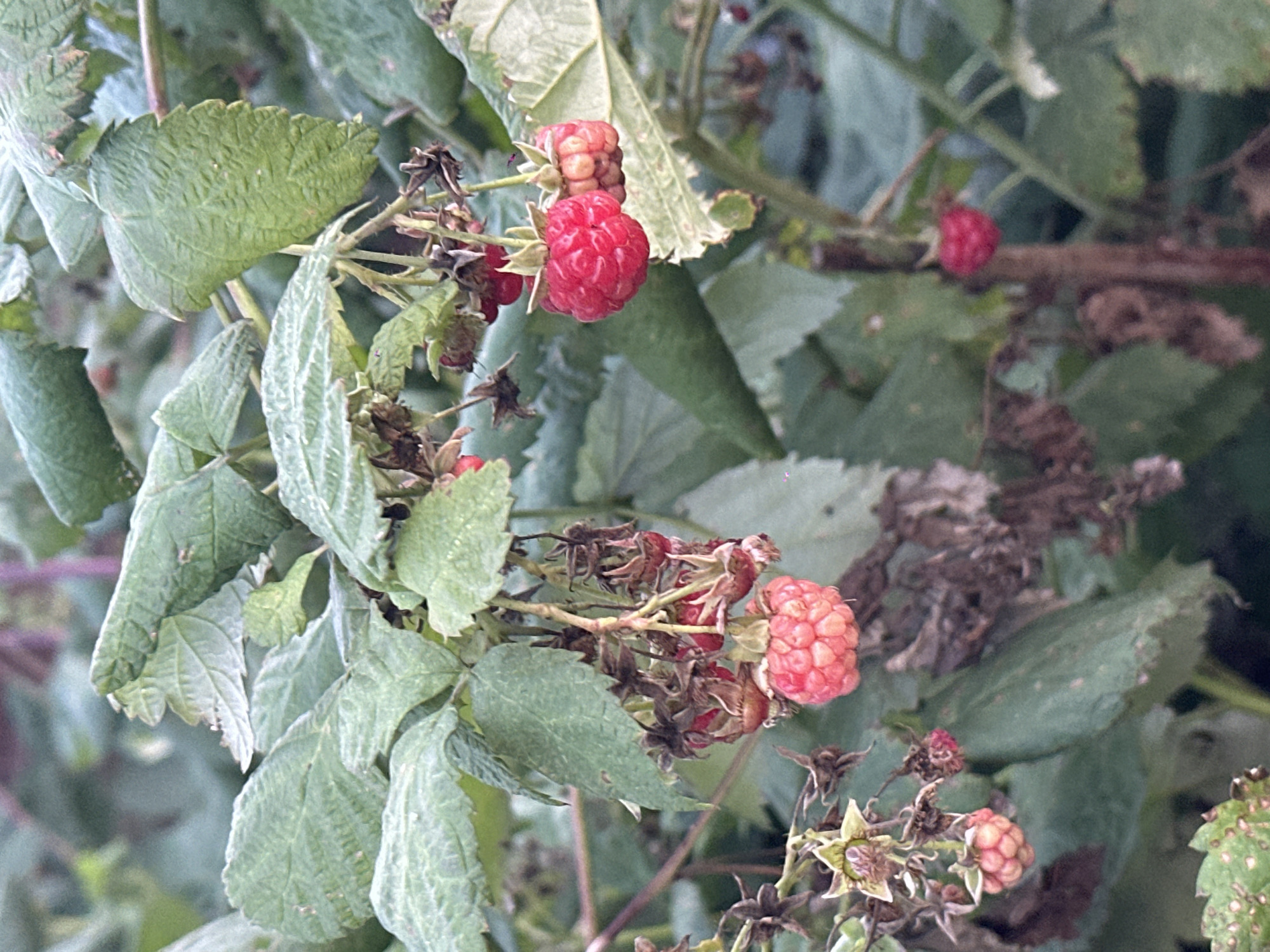 The image shows a close-up view of a raspberry bush with ripe raspberries growing on it. The raspberries are red and appear to be in various stages of ripeness, with some fully formed and others still developing. The leaves of the bush are green and somewhat wilted, suggesting it might be late summer or early autumn. The background is blurred, but it appears to be a natural outdoor setting with other foliage. There are no people or animals visible in the image. The scene is consistent with a raspberry patch in a garden or natural area, potentially located in Biysk, Russia, given the prompt's context.
