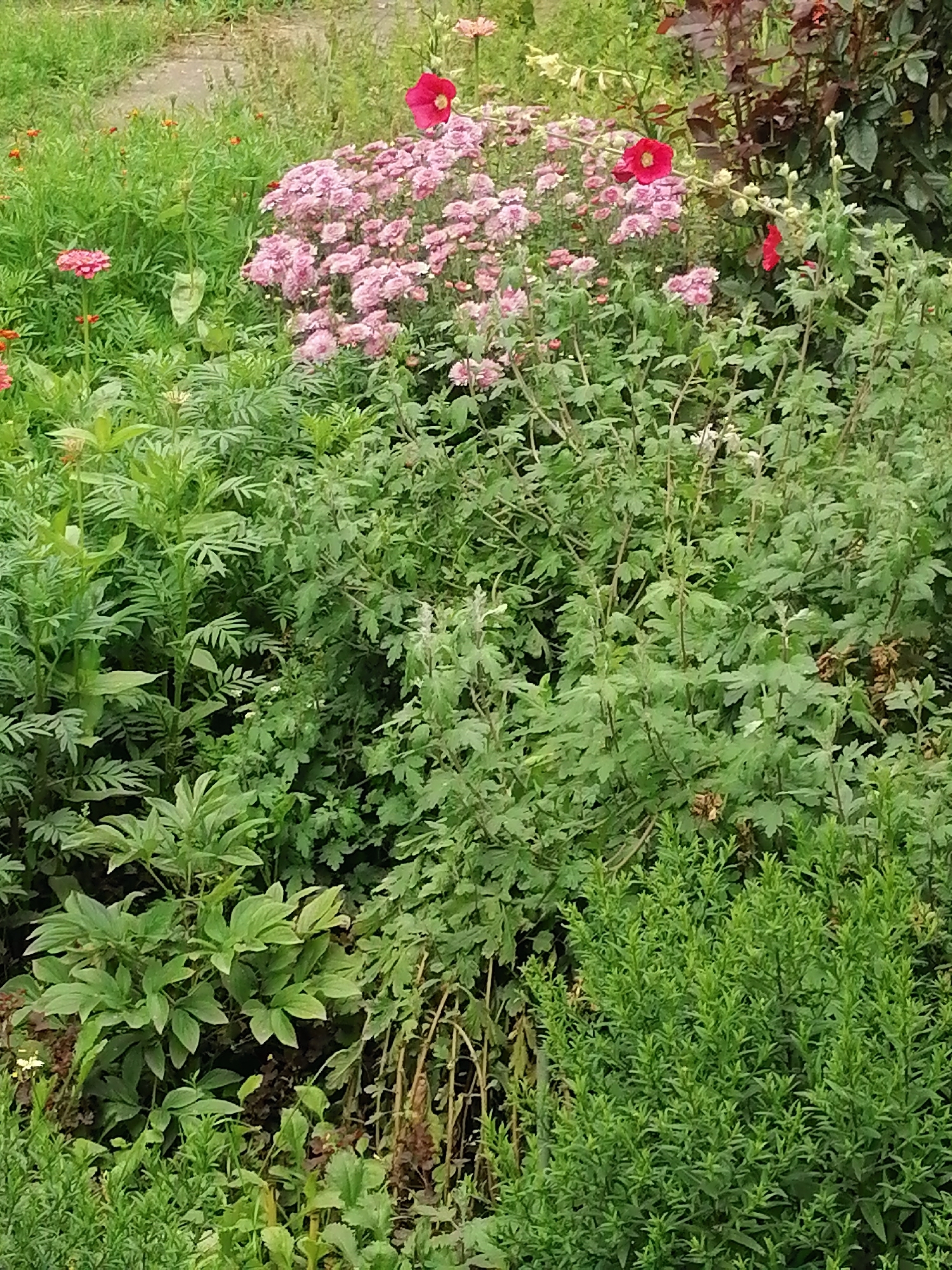The image depicts a dense garden with various plants and flowers. In the foreground, there's a bushy green plant. Behind it, a variety of leafy green plants with some brown stalks are visible. A cluster of small pink flowers is prominent in the mid-ground, interspersed with larger pinkish-purple flowers. Two bright red flowers stand out near the top center and right of the image. Smaller orange flowers are scattered throughout the green foliage in the background, along with some dry, brown vegetation. The ground appears to be covered in grass and dirt. The scene is likely an outdoor setting, possibly a backyard garden, in Большие Ремезёнки, Russia. There are no people or animals visible in the image.