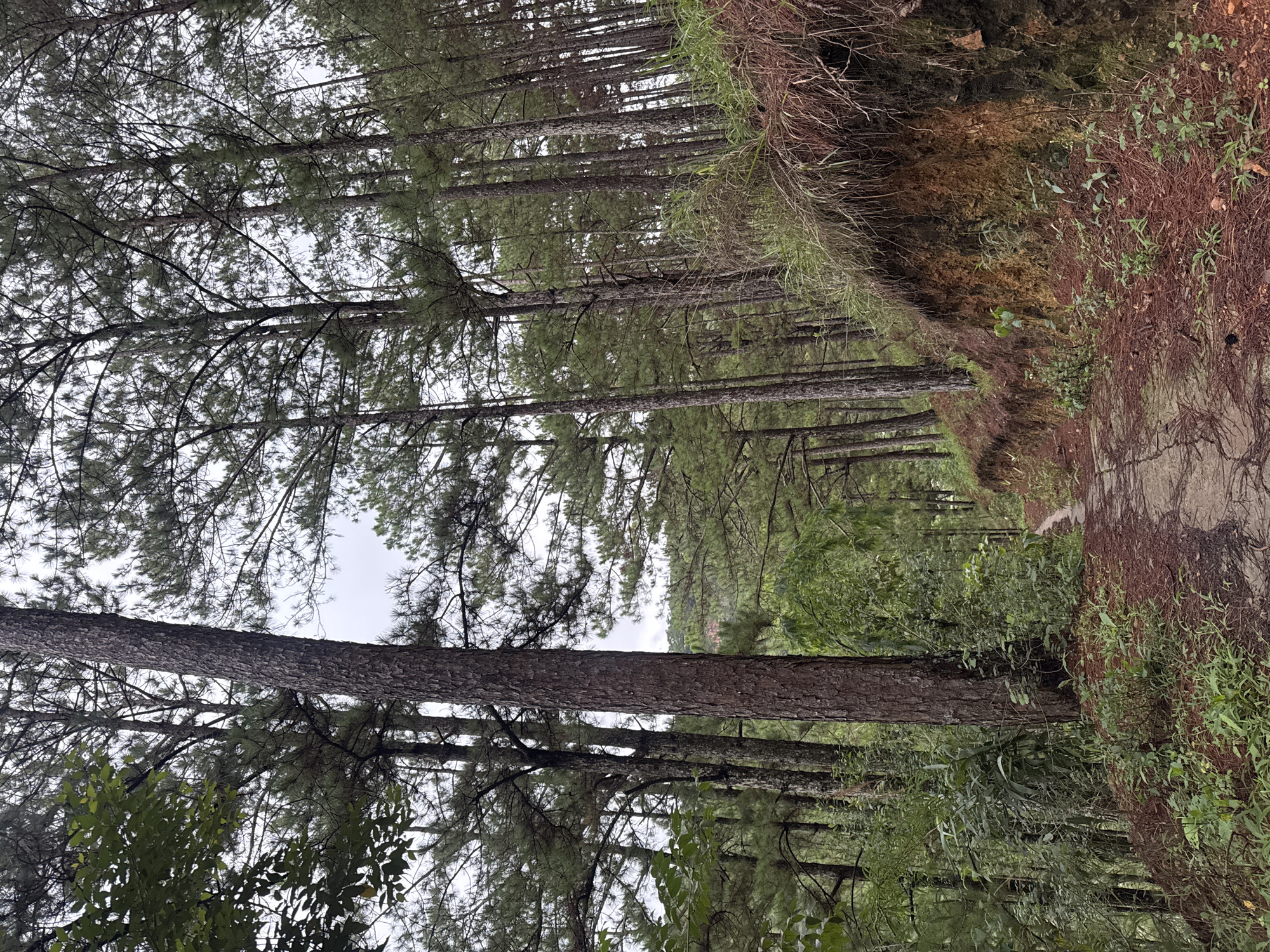 The image depicts a forest trail in Da Lat, Vietnam. Tall, slender pine trees line the path, their canopies forming a dense overhead cover. The ground is covered in a mix of pine needles, vegetation, and bare earth, suggesting a well-trodden trail. The lighting suggests an overcast day, casting a soft, diffused light throughout the scene. There are no visible people, animals, or signs of recent human activity other than the trail itself. The environment is natural and tranquil, characteristic of the Da Lat region.