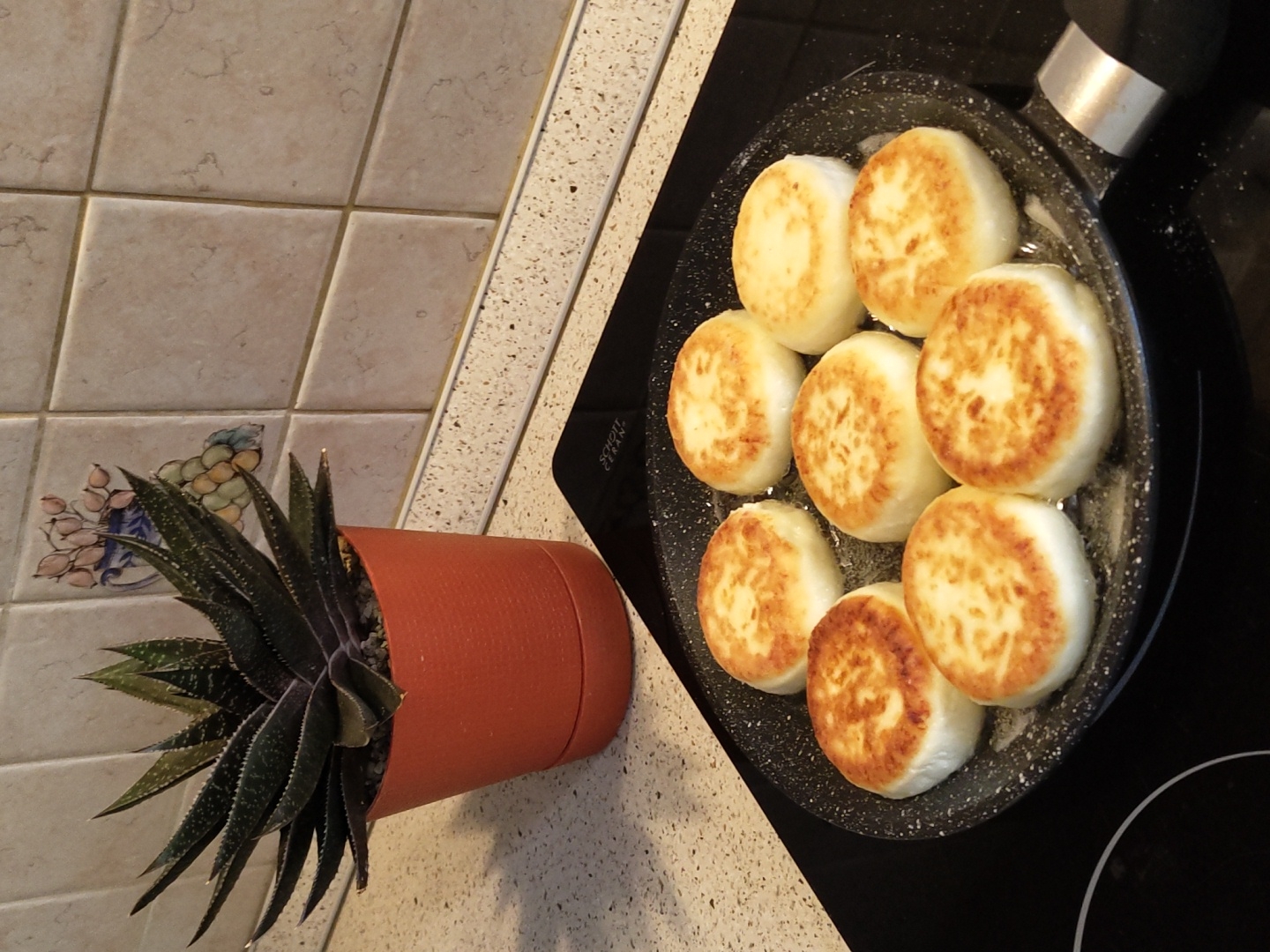 A close-up, eye-level shot shows a black frying pan on a black stovetop, filled with eight golden-brown, circular syrniki, also known as Russian cheese pancakes. The syrniki are arranged in two rows, with some overlap. A succulent plant in an orange pot sits on a speckled white countertop behind the pan, against a backdrop of beige, tiled kitchen wall with a decorative motif. The scene appears to be indoors, likely in a kitchen, as suggested by the stovetop, countertop, and tiled wall. The lighting is bright and appears to be coming from above. There are no people or animals visible in the image. The overall impression is that of a home-cooked meal being prepared. The location is not specified in the image.