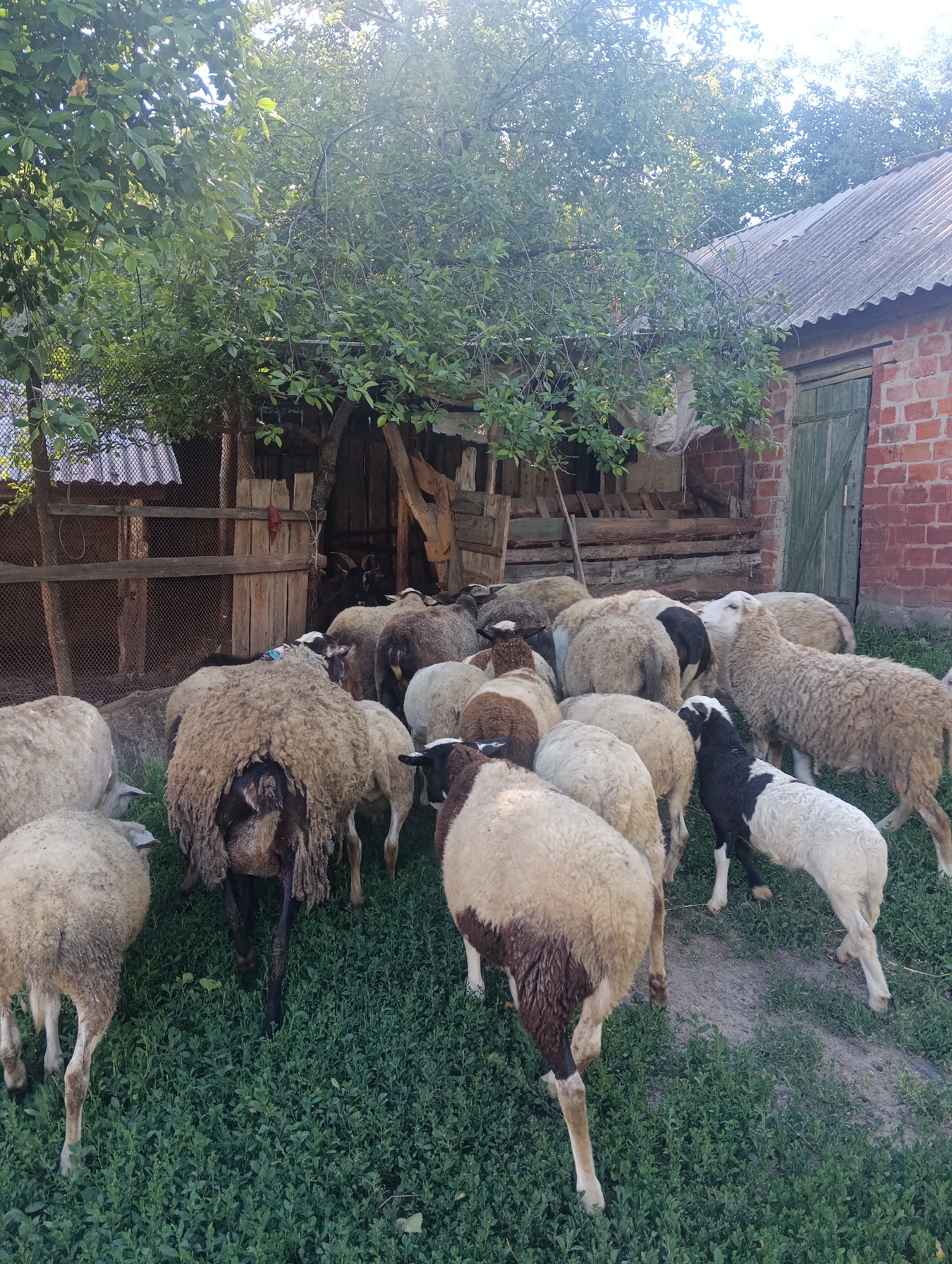 A flock of sheep is gathered in a grassy yard, possibly a farm or rural setting. The sheep are of various colors, including white, brown, and black and white. Some are facing away from the camera, showing their backs, while others are partially visible. The scene appears to be outdoors on a sunny day, with dappled sunlight filtering through the trees.
Behind the sheep, there is a rustic wooden structure that looks like a shelter or pen, with a corrugated metal roof. To the right, a brick building with a wooden door is visible. The overall atmosphere is one of a typical day in a rural environment, with the sheep milling about in their enclosure. No people are visible in the image. The time of day is likely daytime, given the lighting. There is no visible text in the image.