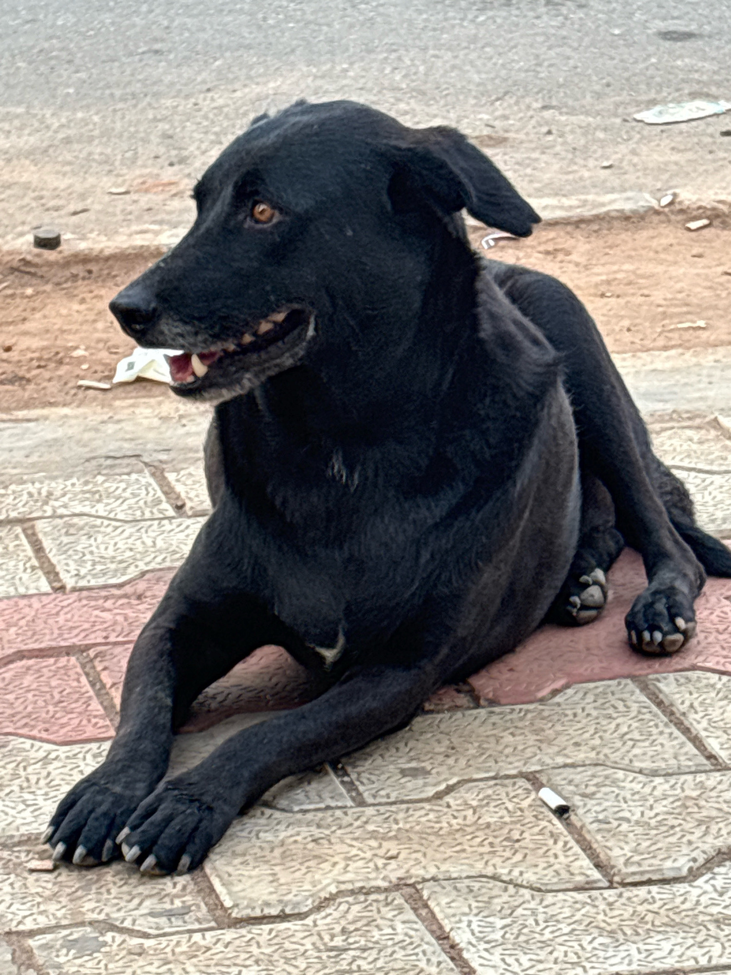 A black dog with amber eyes is lying on a paved walkway. The dog is facing left, with its mouth slightly open, revealing its teeth. The walkway is made of rectangular tiles in shades of pink and beige. In the background, there is a dirt path and a paved road, with some scattered debris. The setting appears to be an outdoor urban environment, possibly in Kempanahalli, India, given the commonality of stray dogs in such locations. A discarded cigarette butt is visible on the walkway near the dog's hind legs. The dog's fur appears somewhat matted, suggesting it may be a stray.