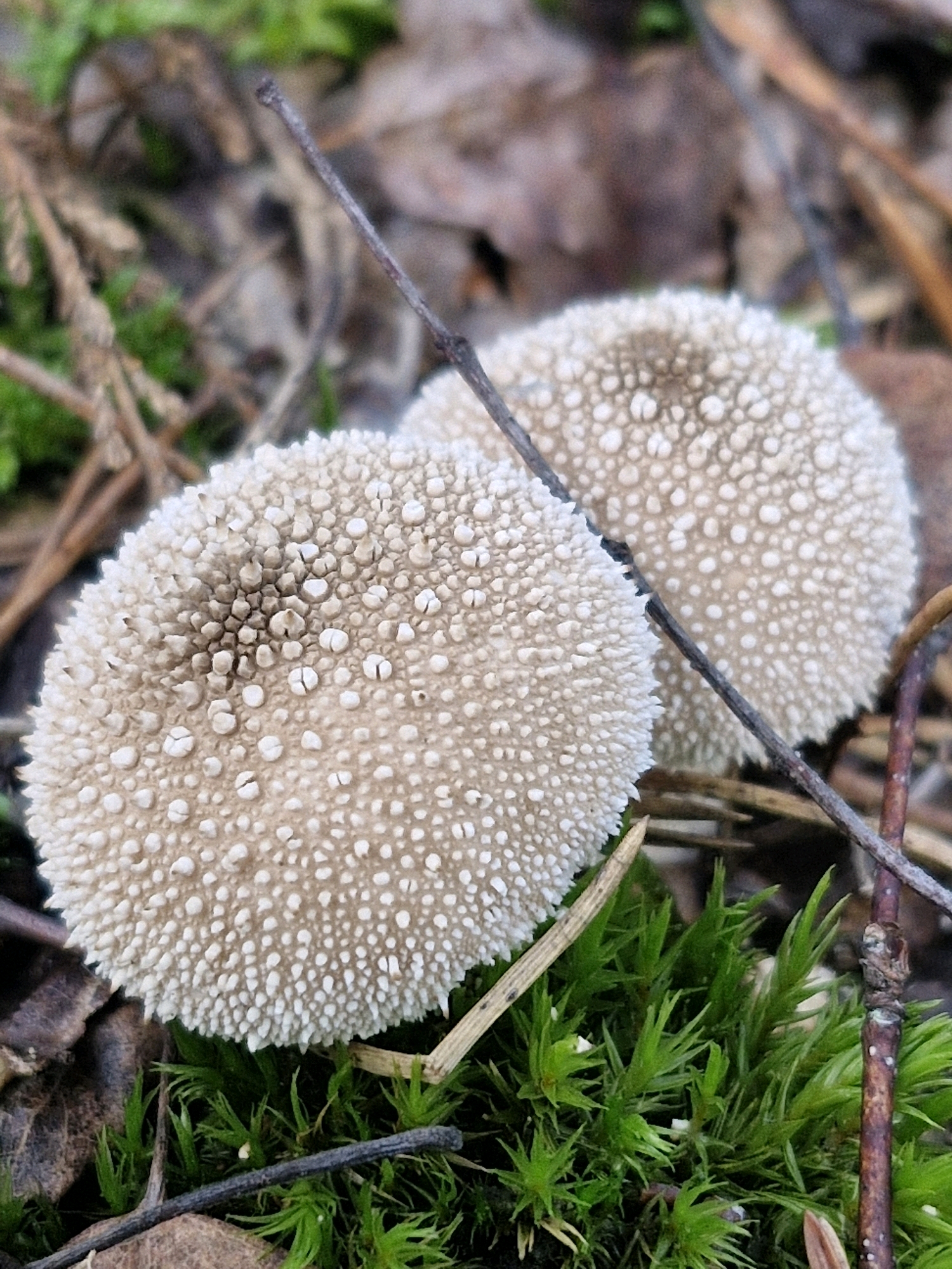The image displays a close-up, eye-level view of two young puffball mushrooms growing in a forest floor environment. The mushrooms are roughly spherical and covered in small, pointed spines, giving them a textured, white to light beige appearance. The foreground is dominated by vibrant green moss and dried brown leaves, with several thin twigs and branches scattered across the scene. The background is softly blurred, suggesting a shallow depth of field, and consists of more fallen leaves and organic debris. The lighting appears natural, likely from an overcast sky or dappled sunlight, creating soft shadows. There are no people or animals visible in the image.
