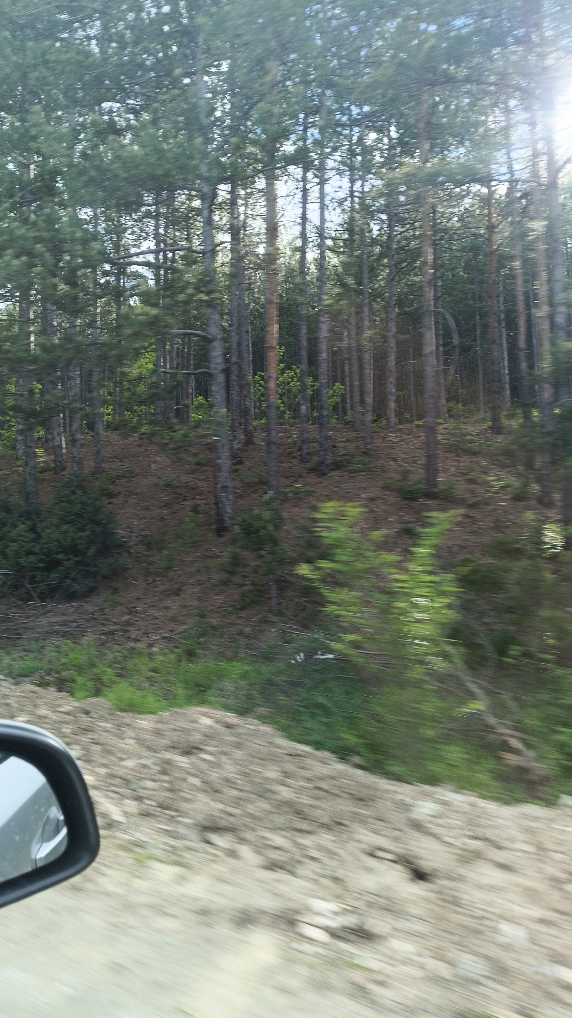 The image depicts a forest scene in Gornoslav, Bulgaria, observed from a moving vehicle. Tall, slender trees dominate the view, covering a gentle slope with brown ground cover. Green foliage appears both within the forest and in the foreground. The side mirror of the car is visible in the lower left corner. The entire scene exhibits motion blur.