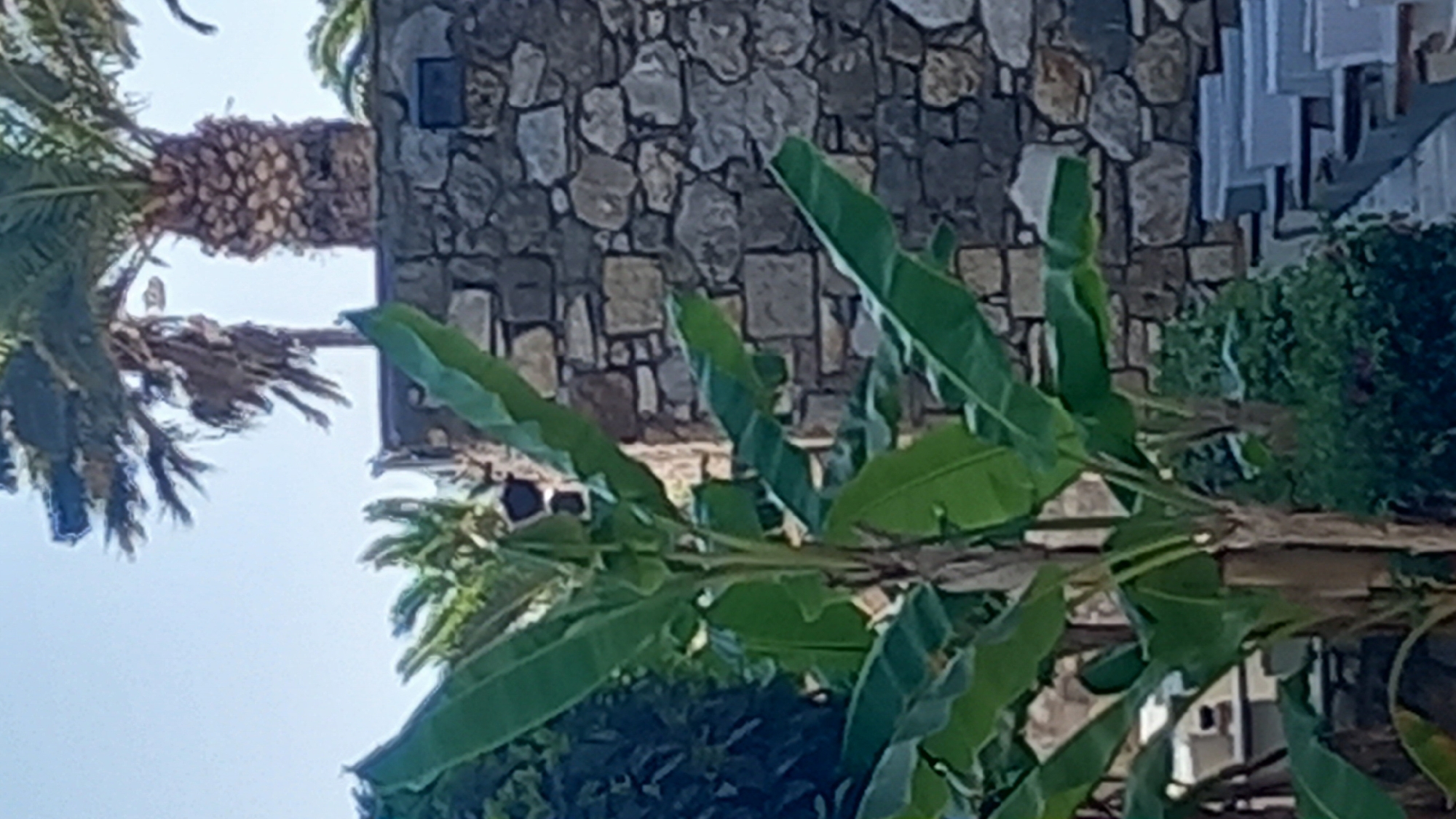 A medium-shot, vertical, outdoor, eye-level, full-color, slightly blurry photograph captures a scene with vegetation in the foreground and a stone wall and palm trees in the background. The focus is on a banana tree with large, green leaves. Behind the banana tree, a wall constructed from irregularly shaped stones forms the backdrop. Two palm trees are visible above the stone wall, with clear blue sky behind them. In the lower right portion of the image, several gray, tiered structures, possibly outdoor seating or steps, are present. The overall scene suggests a warm, possibly Mediterranean, climate, consistent with locations like Kos, Greece.