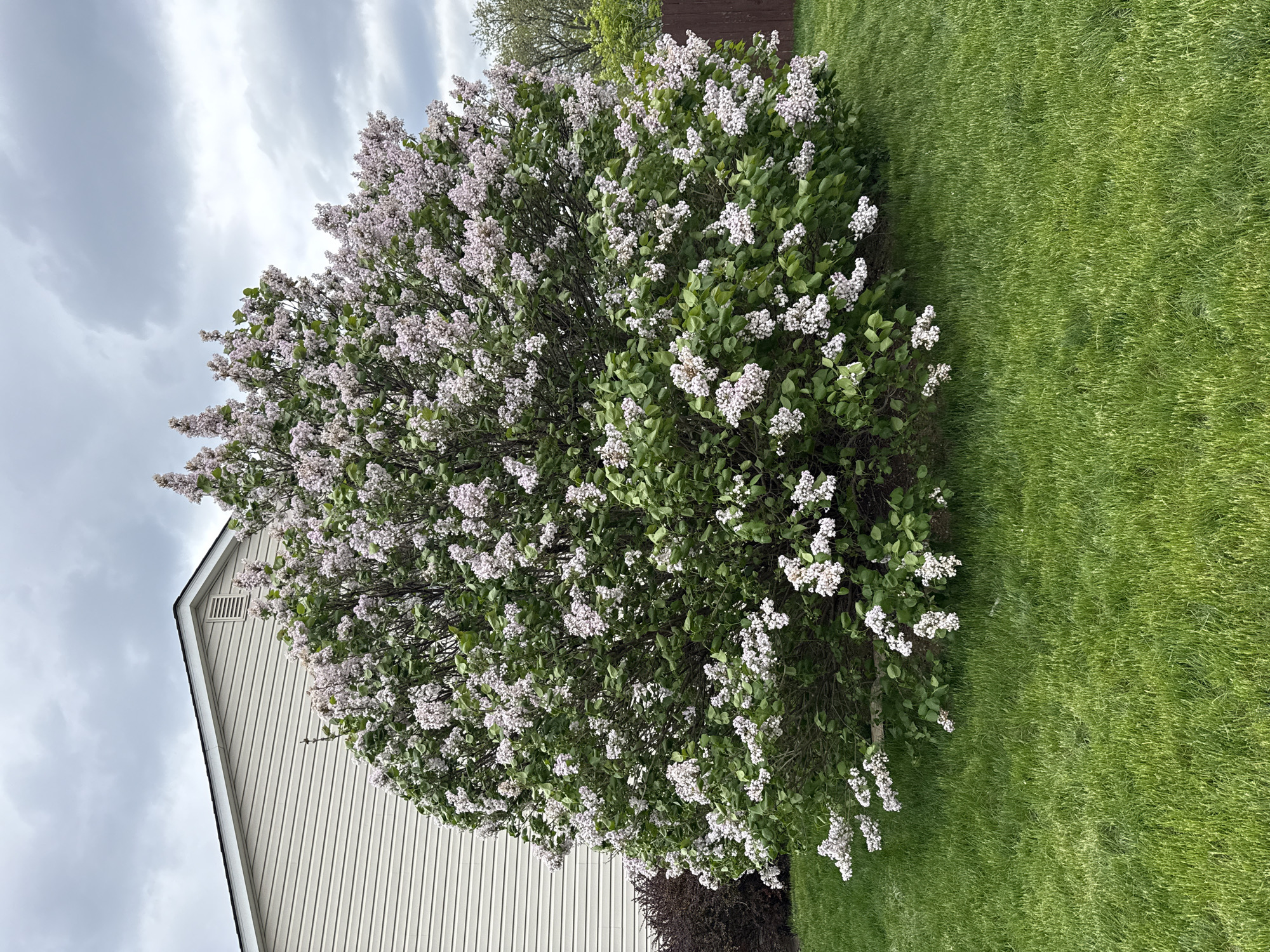 The image shows a large lilac bush in full bloom, with clusters of light purple flowers covering much of the shrub. The bush is located near a house with light beige siding. The surrounding ground is covered in green grass. The sky is cloudy. The location is likely a residential area in the city of Columbus, United States of America.