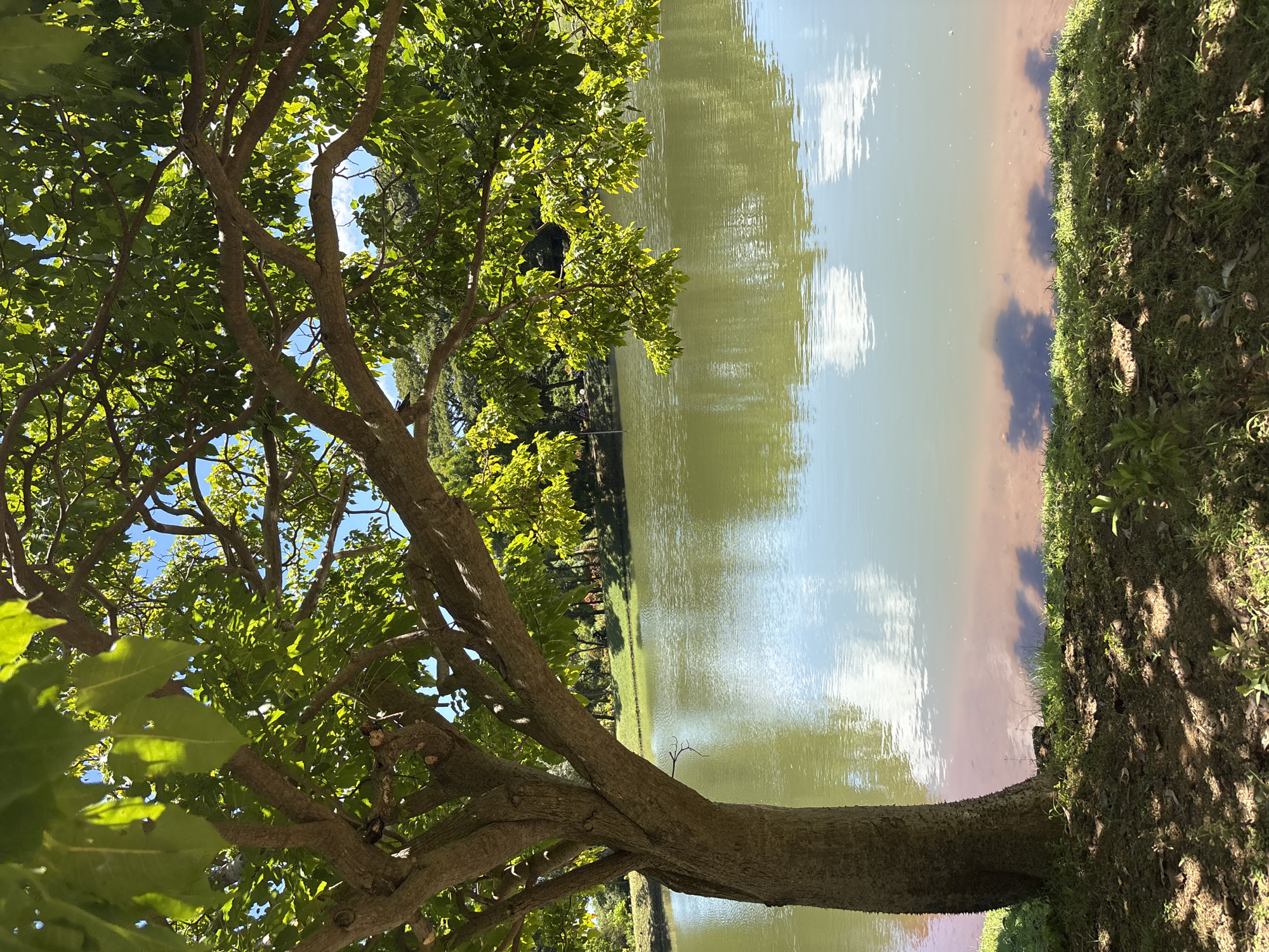 The image captures a serene natural landscape, primarily featuring a large, leafy tree positioned prominently on the left, alongside a calm body of water. The tree has a thick, textured trunk, possibly with rough bark or small thorns, indicating a mature specimen. Its numerous branches spread out, supporting a dense canopy of vibrant green leaves through which glimpses of a clear blue sky are visible, illuminated by bright sunlight. Nestled within the branches, closer to the water, is a dark, indistinct object, which could be an animal like a monkey, a large bird, or a natural formation.
The body of water, likely a lake or large pond, occupies the central and right portions of the frame. Its surface is a mixture of greenish hues, possibly from algae or reflections of surrounding vegetation, and lighter blue tones where the sky is clearly reflected. Distinct white clouds are mirrored on the water's surface, indicating a sunny day with some cloud cover. The reflections are slightly rippled, suggesting a gentle breeze or minimal current.
A narrow, earthy bank, covered with sparse green grass and some dry patches, separates the foreground and the base of the tree from the water. The overall impression is one of tranquility and natural beauty, characteristic of a tropical setting such as Kuta Selatan, Indonesia. The bright lighting suggests it is daytime, likely late morning or early afternoon. No human activity or visible text is present in the scene.