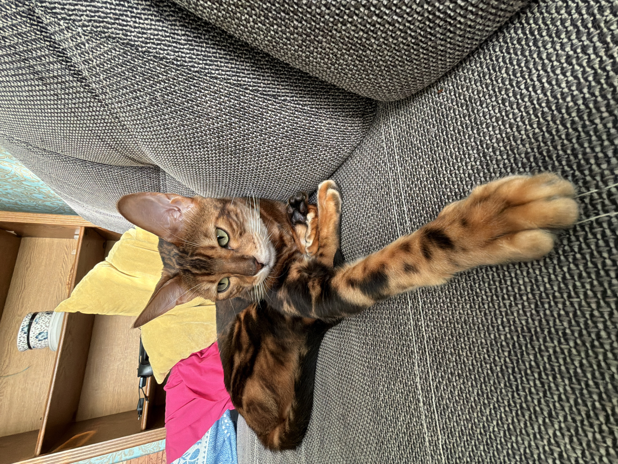 A Bengal cat lies on a gray textured sofa. The cat's front right paw is outstretched along the sofa. The cat's head and body are positioned near a shelf that contains a stack of clothing and a yellow pillow. The location is a domestic interior, but the image does not show enough detail to confirm it is in the city of Прикамский, Russia.