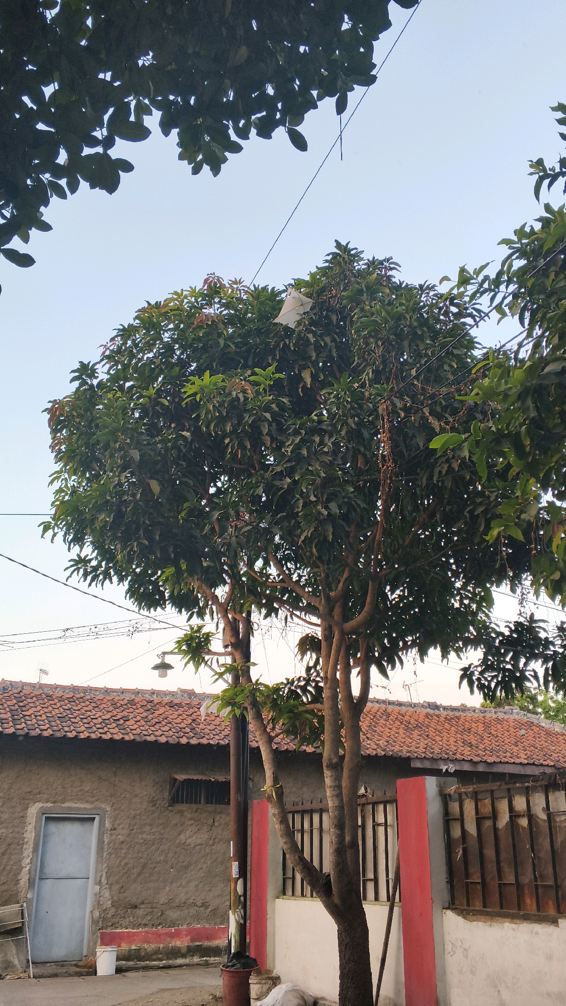 The image depicts a slightly overcast sky above a mature, leafy tree. A white plastic bag is caught in the upper branches of the tree. Below the tree, a single-story building with a red tile roof is visible, featuring a light gray stucco exterior and a light gray metal door. To the right of the building, there is a partial view of a black metal fence and a red painted pillar. Power lines are strung across the sky. The scene appears to be an outdoor residential area in Indramayu, Indonesia.