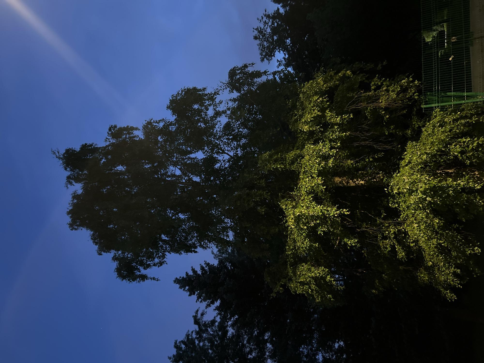 The image depicts a tall birch tree with its lower branches illuminated by artificial light, casting a green glow. The tree is silhouetted against a twilight sky, which transitions from deep blue at the top to a lighter shade near the horizon. Behind the birch, other trees, including coniferous species, form a dark backdrop. In the foreground, a green metal fence runs horizontally across the bottom of the frame. The scene appears to be an outdoor area, possibly a park or residential vicinity, in Saint Petersburg, Russia, during dusk. There are no people or animals visible in the image.