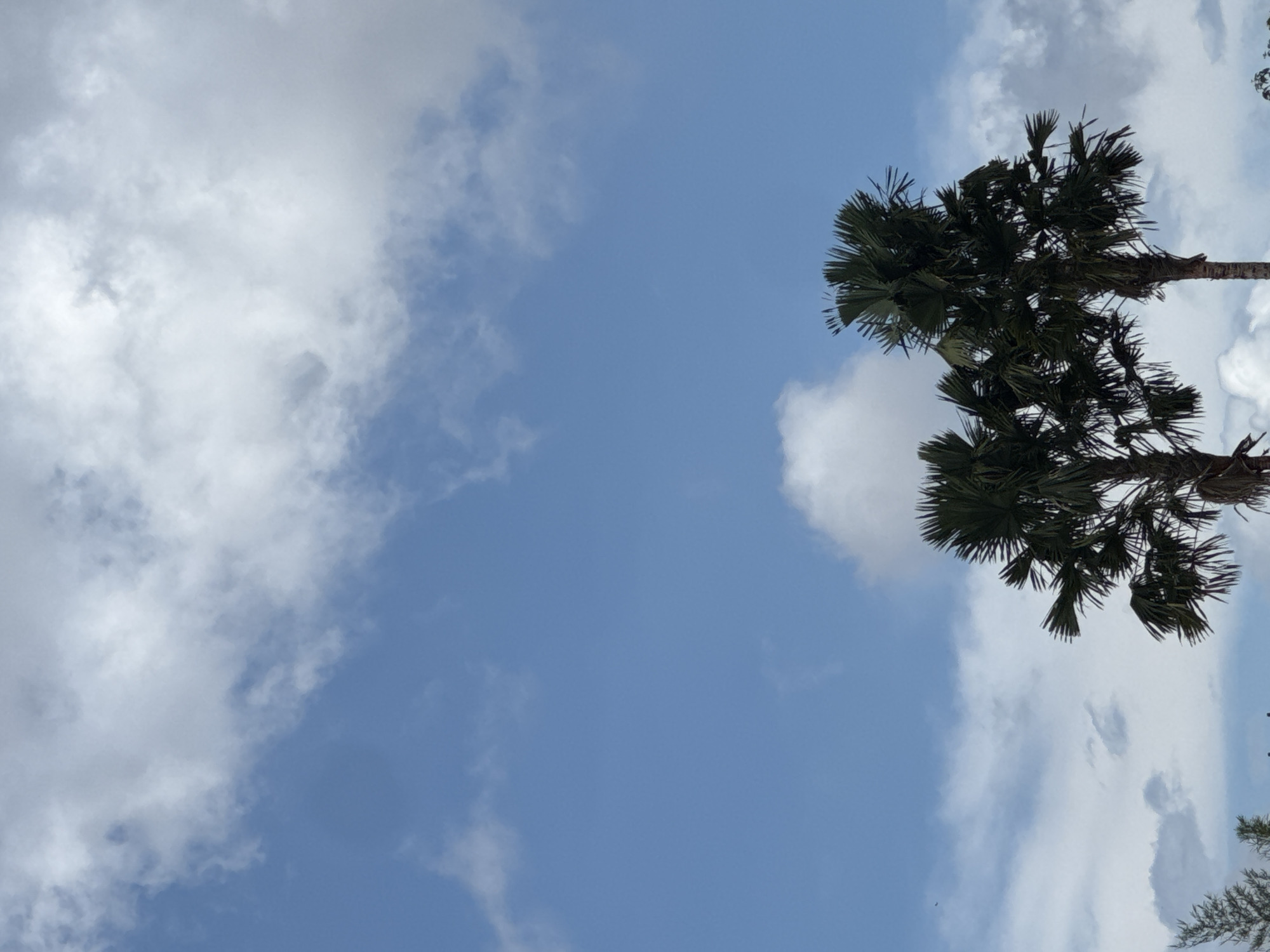 The image depicts a view of the sky above North Kuta, Indonesia. The sky is a mix of blue and white clouds. Two palm trees are visible in the upper right and lower right corner. The photo is taken from a low angle, looking upwards.