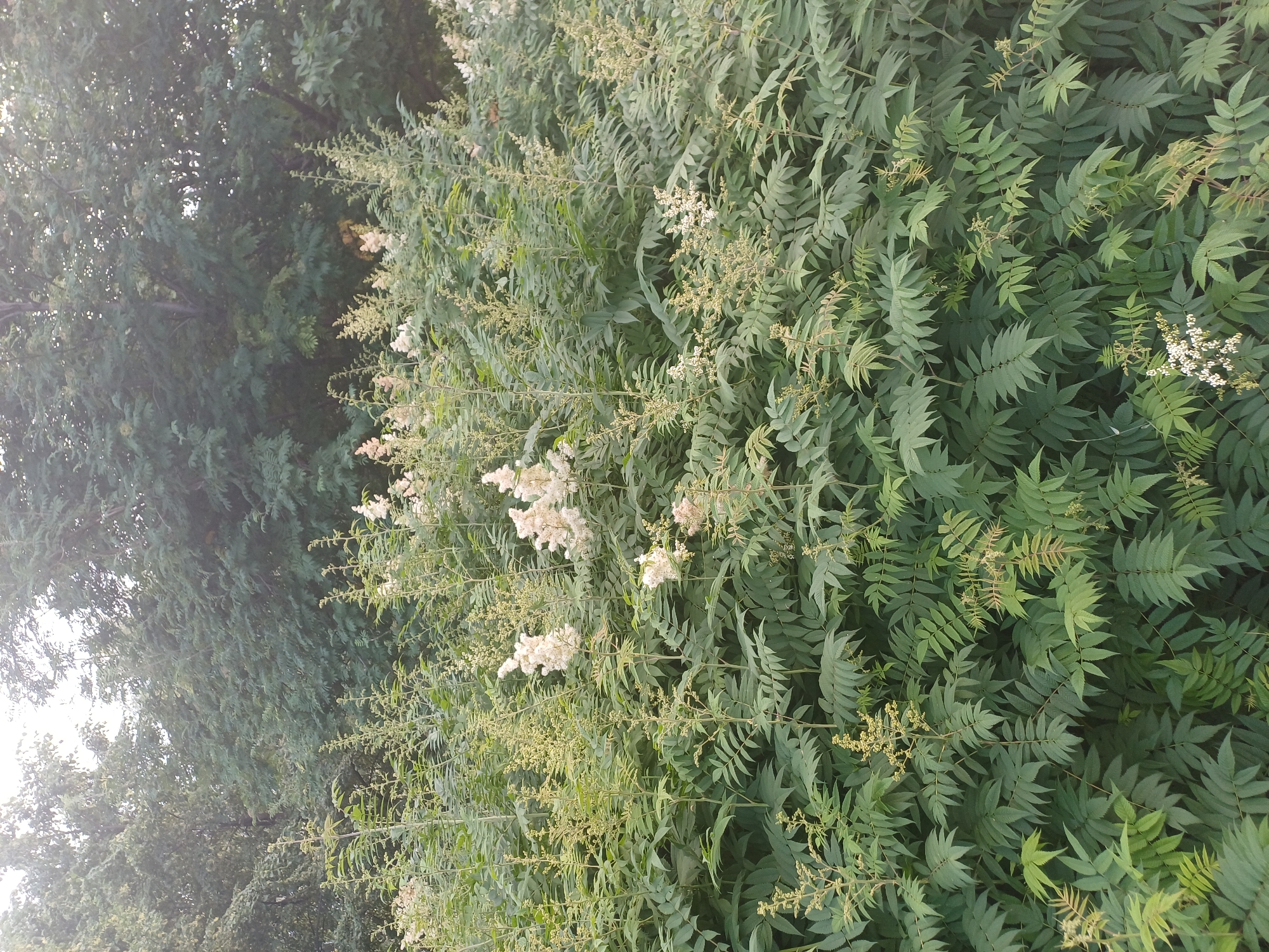 A dense, lush wall of green foliage fills the frame of this image, dominated by the compound leaves of what appears to be a sumac or ash tree. Interspersed within the greenery are delicate, white flower clusters, mostly out of focus, suggesting a late spring or summer bloom. The background is a darker mass of trees, indicating a natural or park-like setting within a city. The lighting suggests it is daytime, with diffused sunlight filtering through the canopy. This scene could be located in any park or green space in Novosibirsk, Russia, where such vegetation is common.
