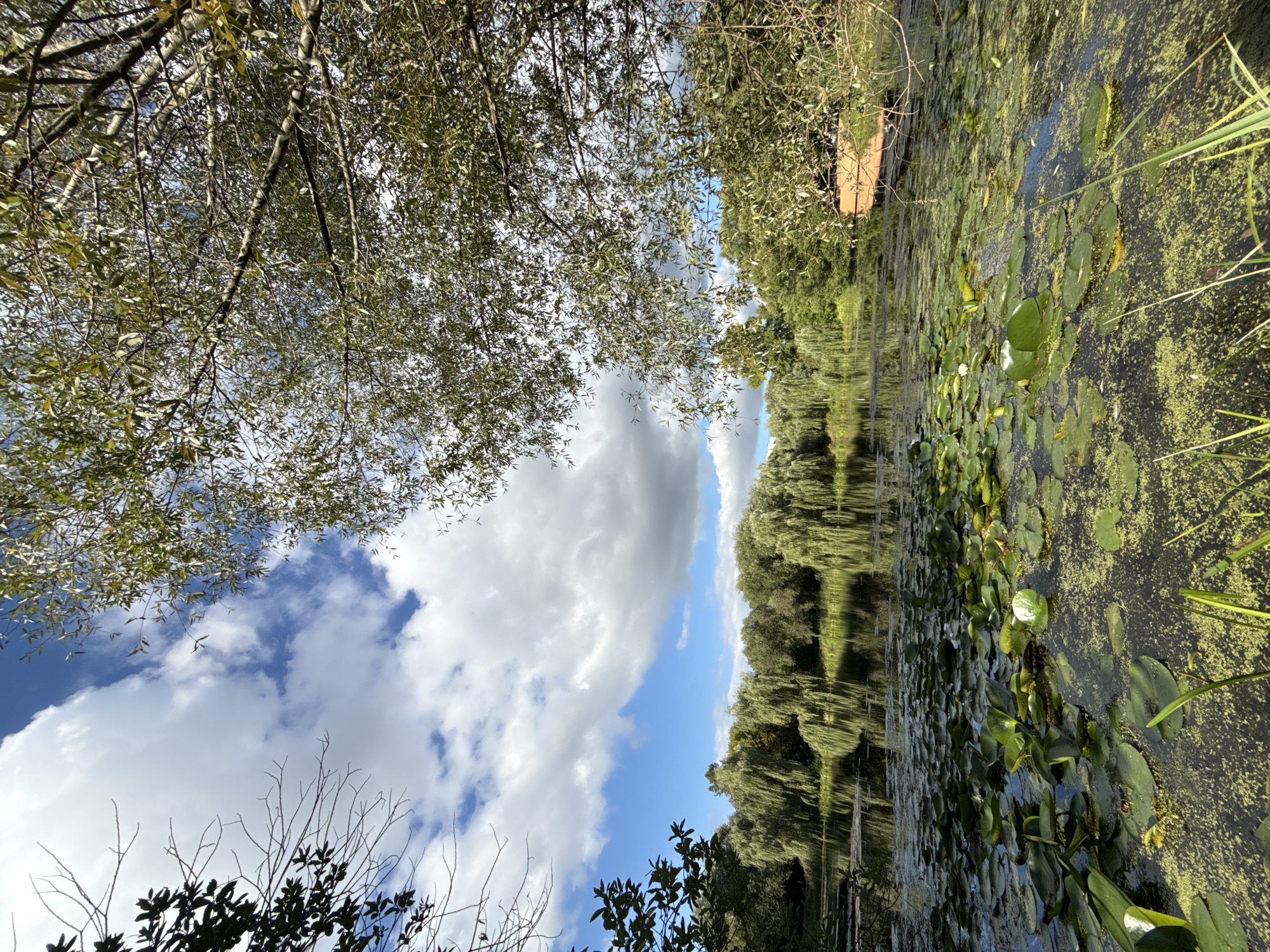 A wide shot captures a tranquil pond at the center of a park in Dolgoprudny, Russia. The pond's surface is adorned with a dense carpet of lily pads, interspersed with patches of bright green algae. In the background, a line of weeping willow trees with their characteristic cascading branches create a verdant backdrop, their reflections shimmering on the water. The sky above is a canvas of dramatic clouds, with patches of brilliant blue peeking through. A small, orange structure, possibly a boat or a dock, is partially visible on the right side of the pond, hinting at recreational activities. The scene is framed by the branches of trees in the foreground and along the right edge, their leaves casting dappled shadows and adding depth to the composition.
